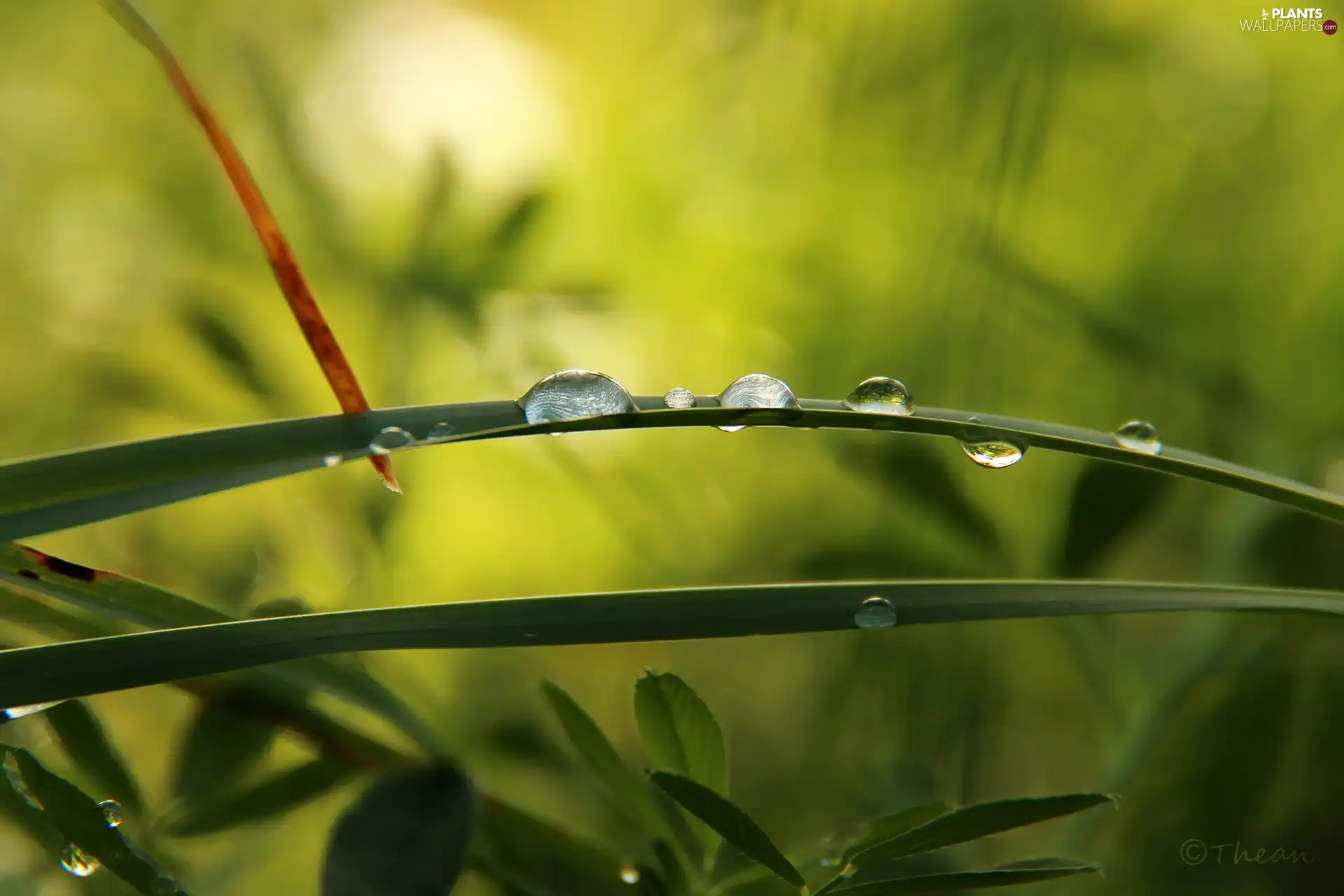 grass, drops