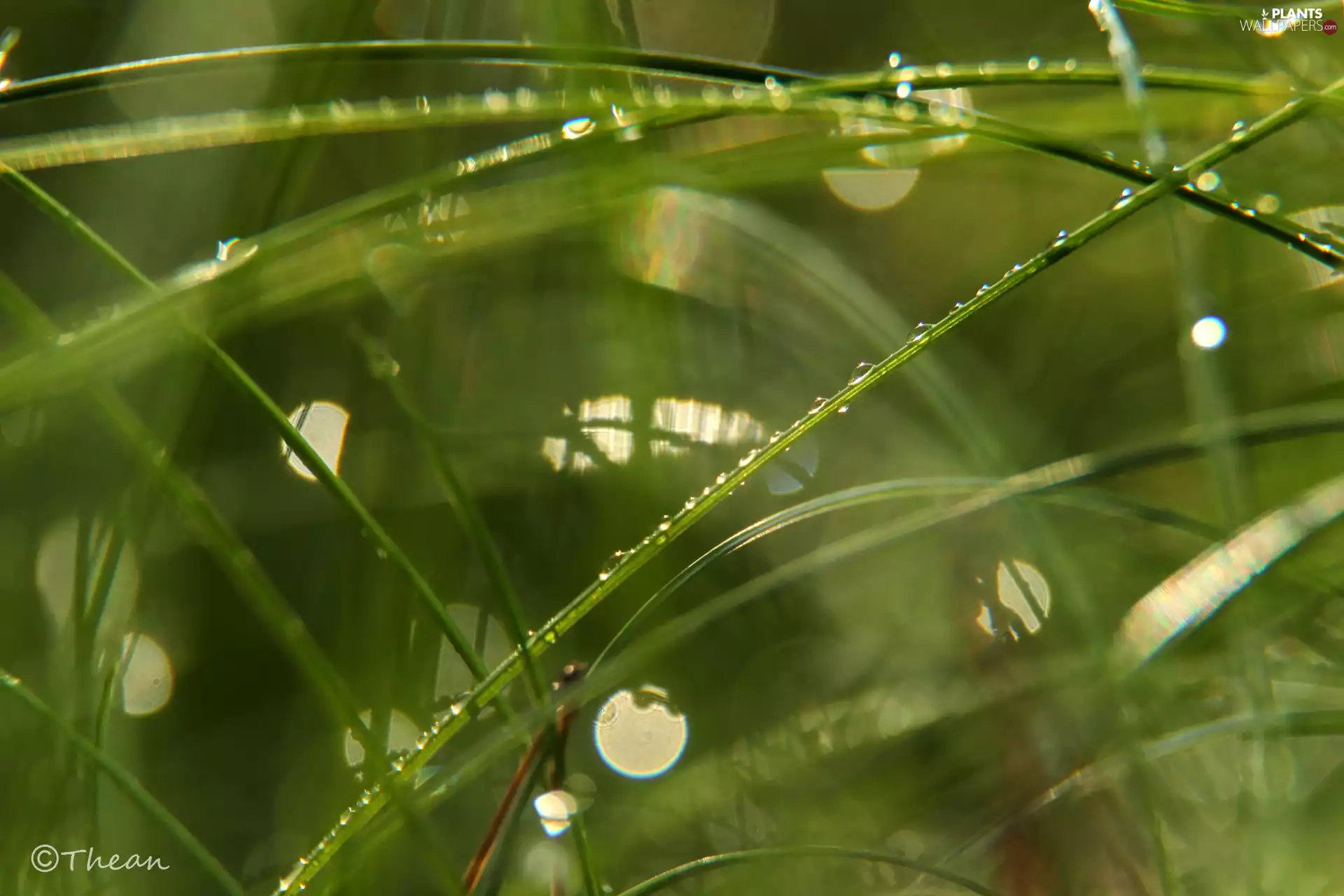 grass, Close, Bokeh, drops