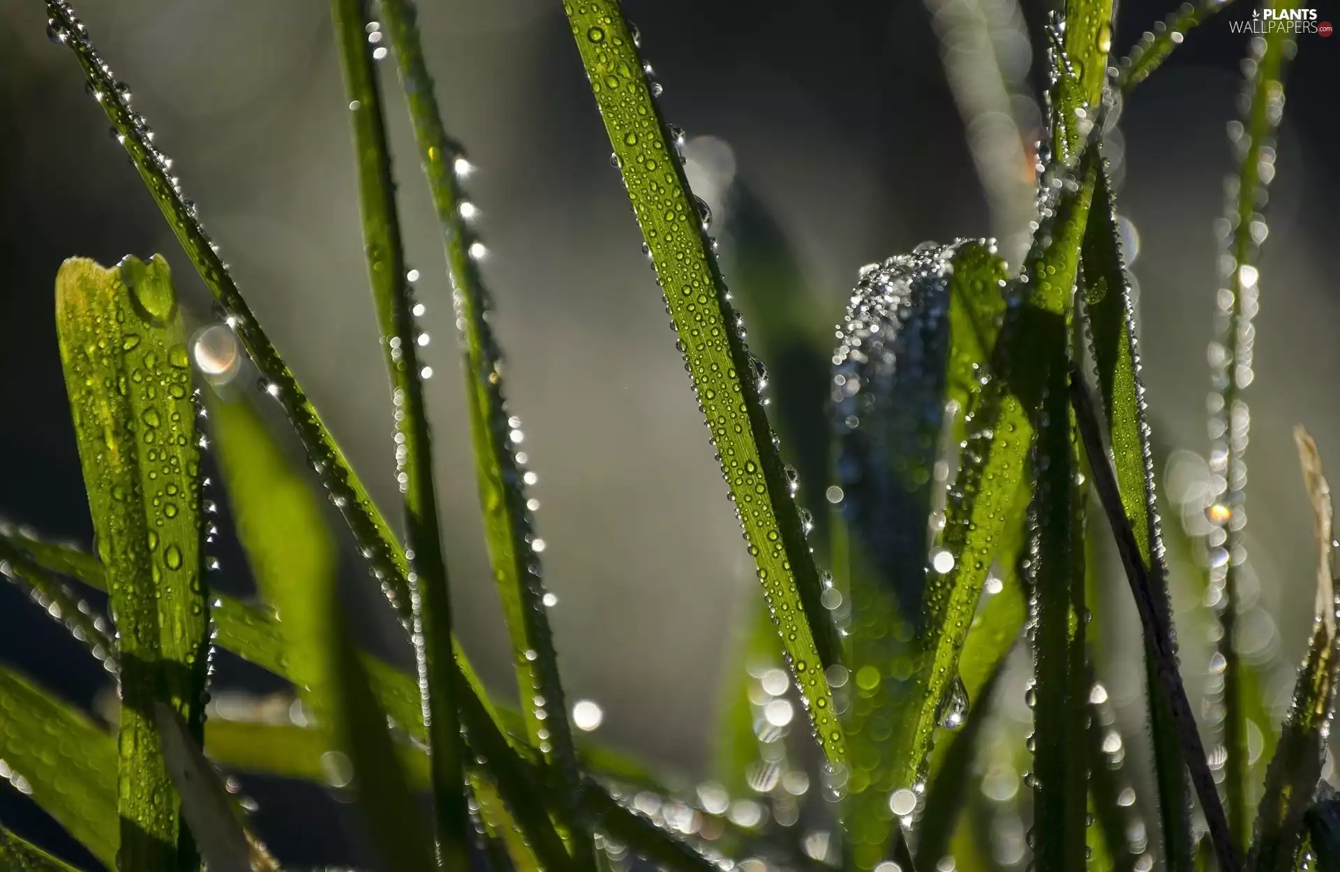 grass, Close, Bokeh, drops