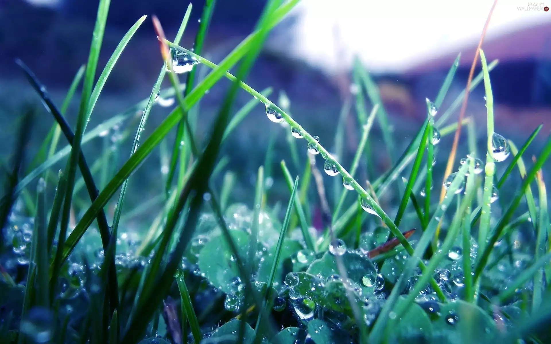 grass, dew, Close, drops