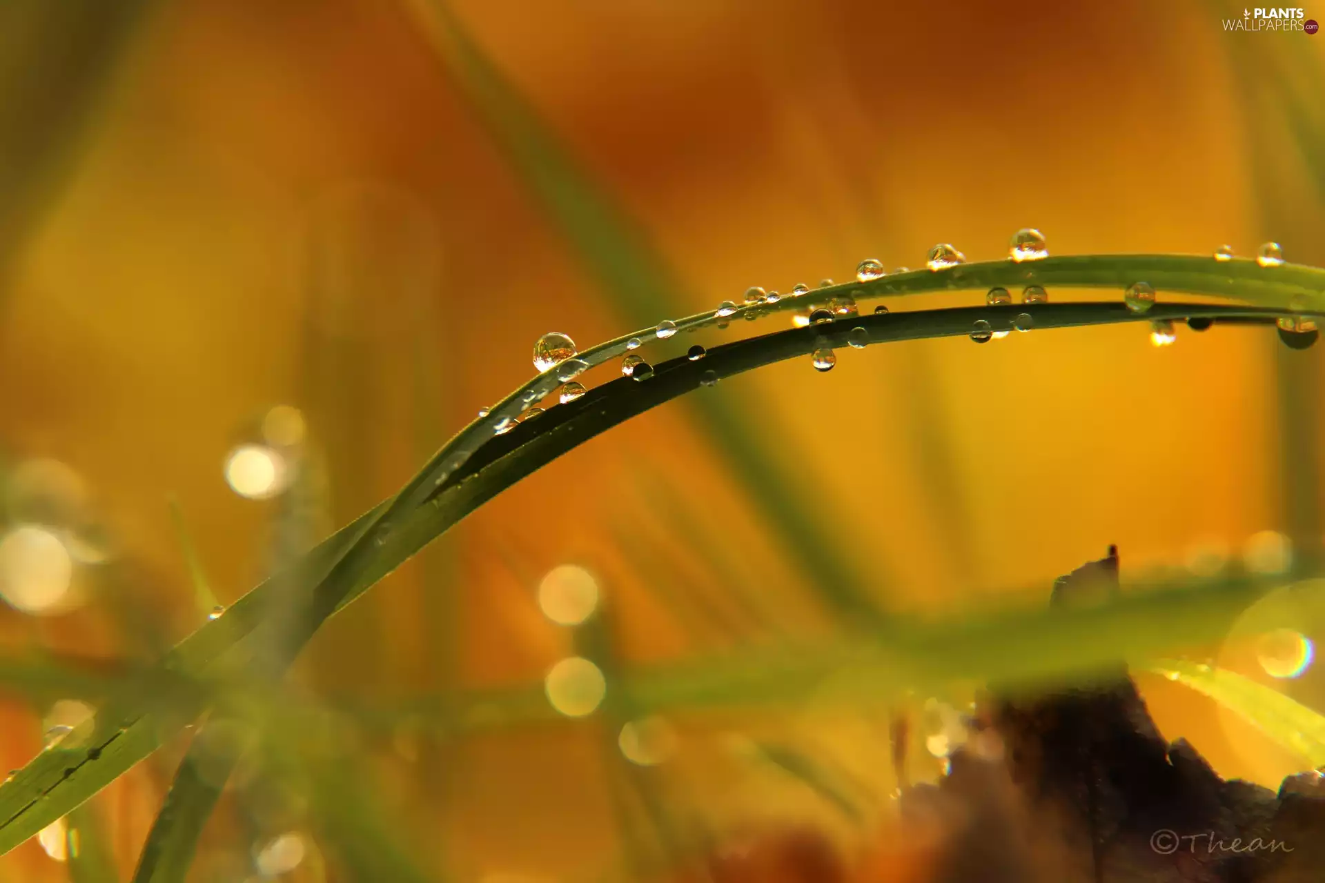 grass, Rosy, Close, drops