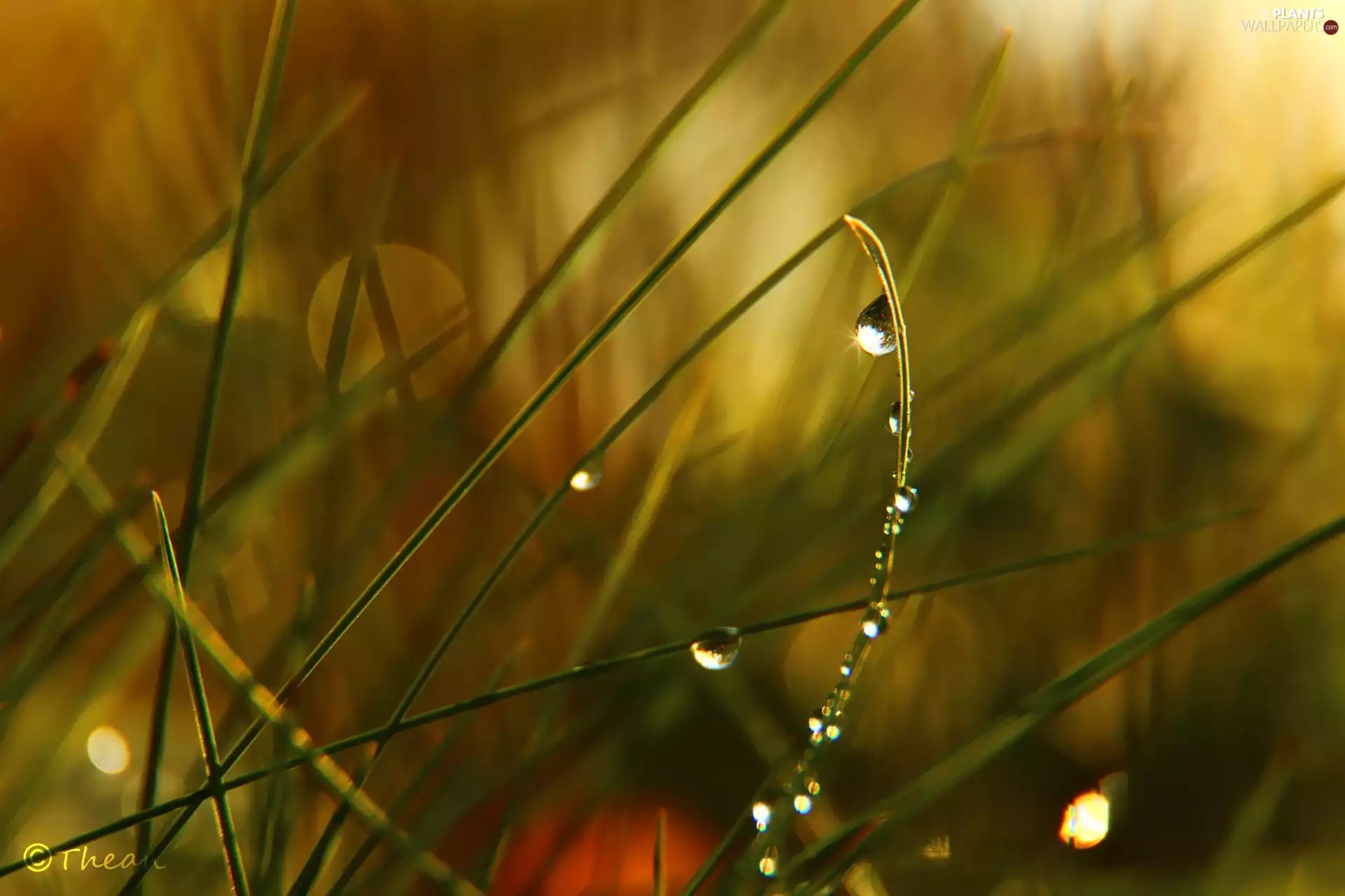 grass, Rosy, Close, drops