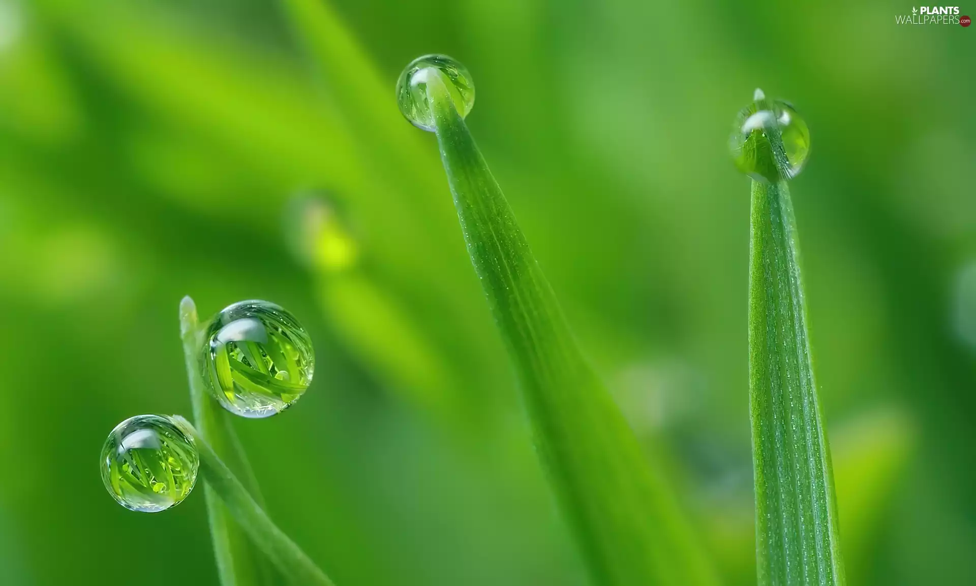 grass, water, Close, drops