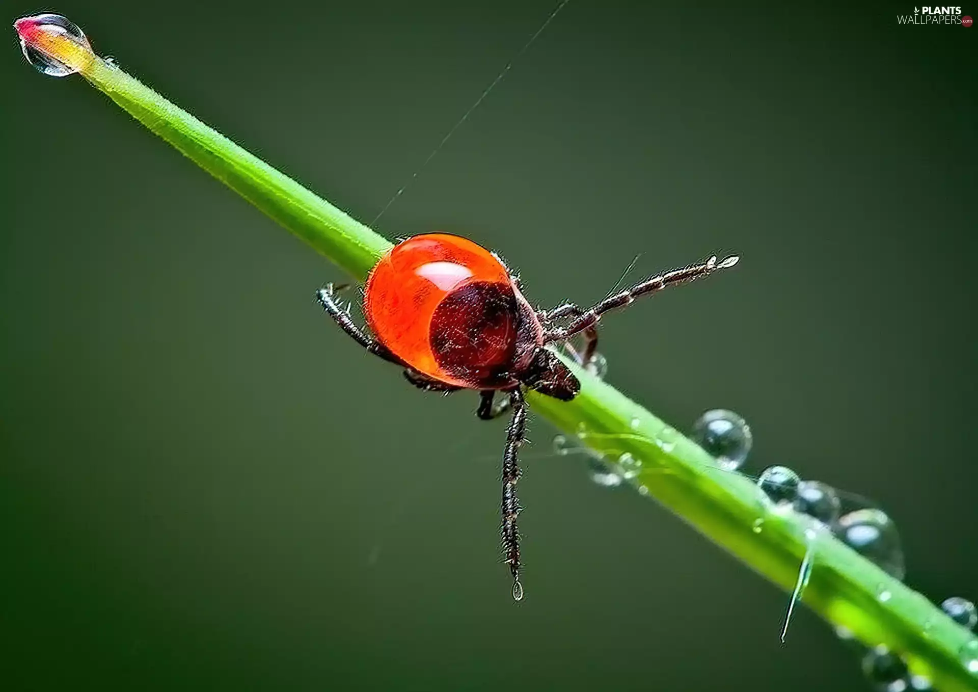 drops, cockchafer, grass