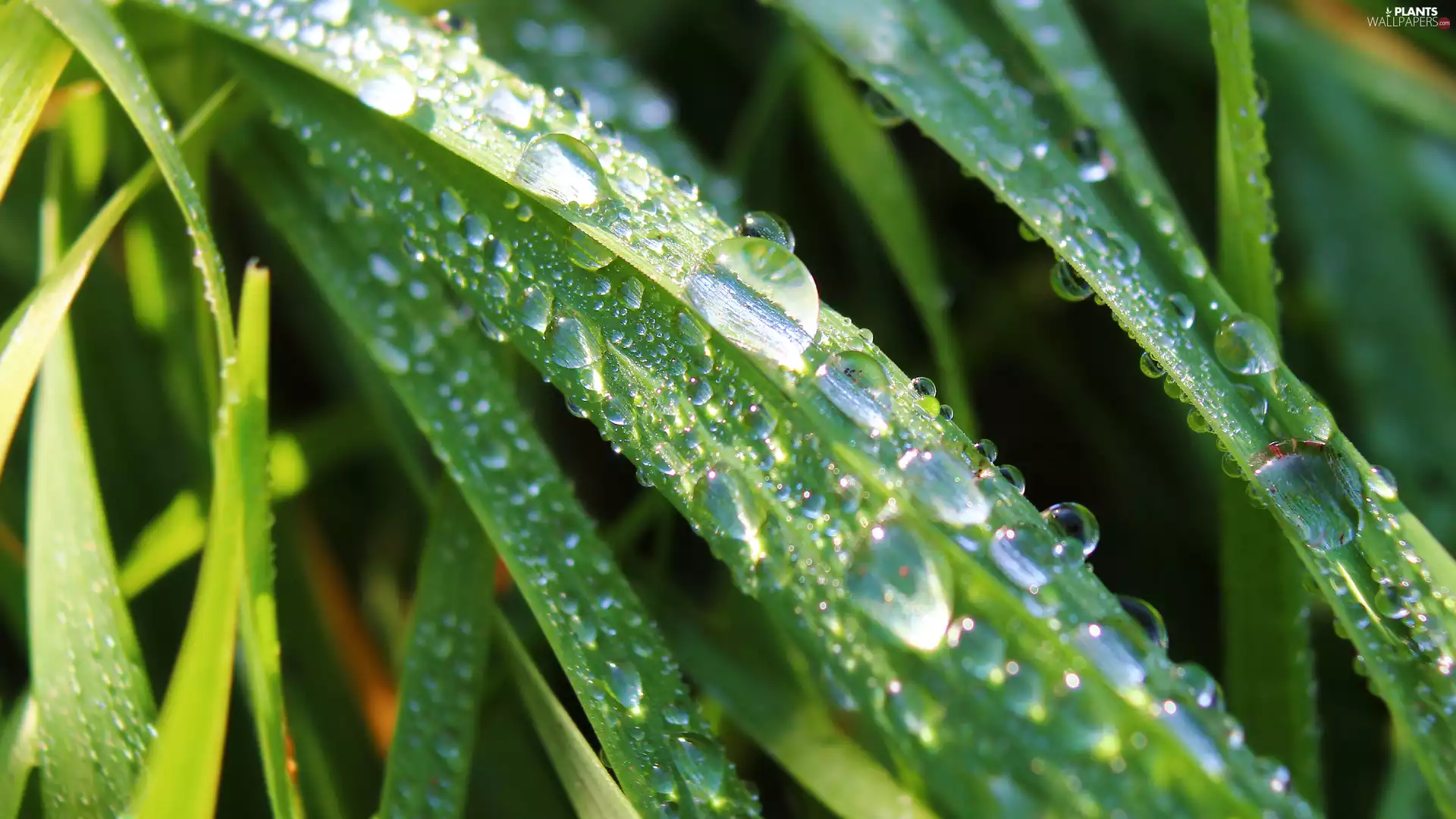 drops, Green, grass
