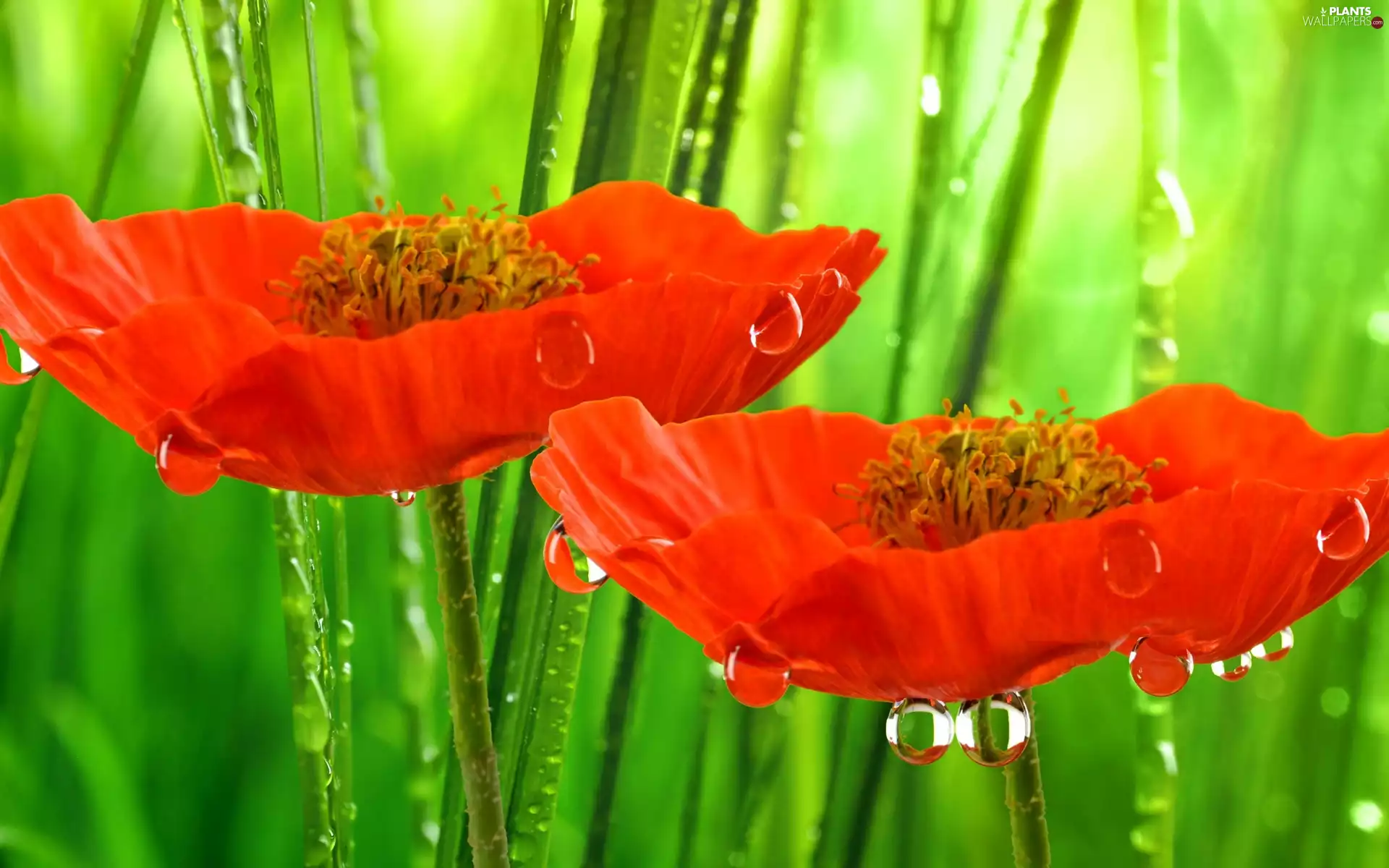 drops, papavers, grass