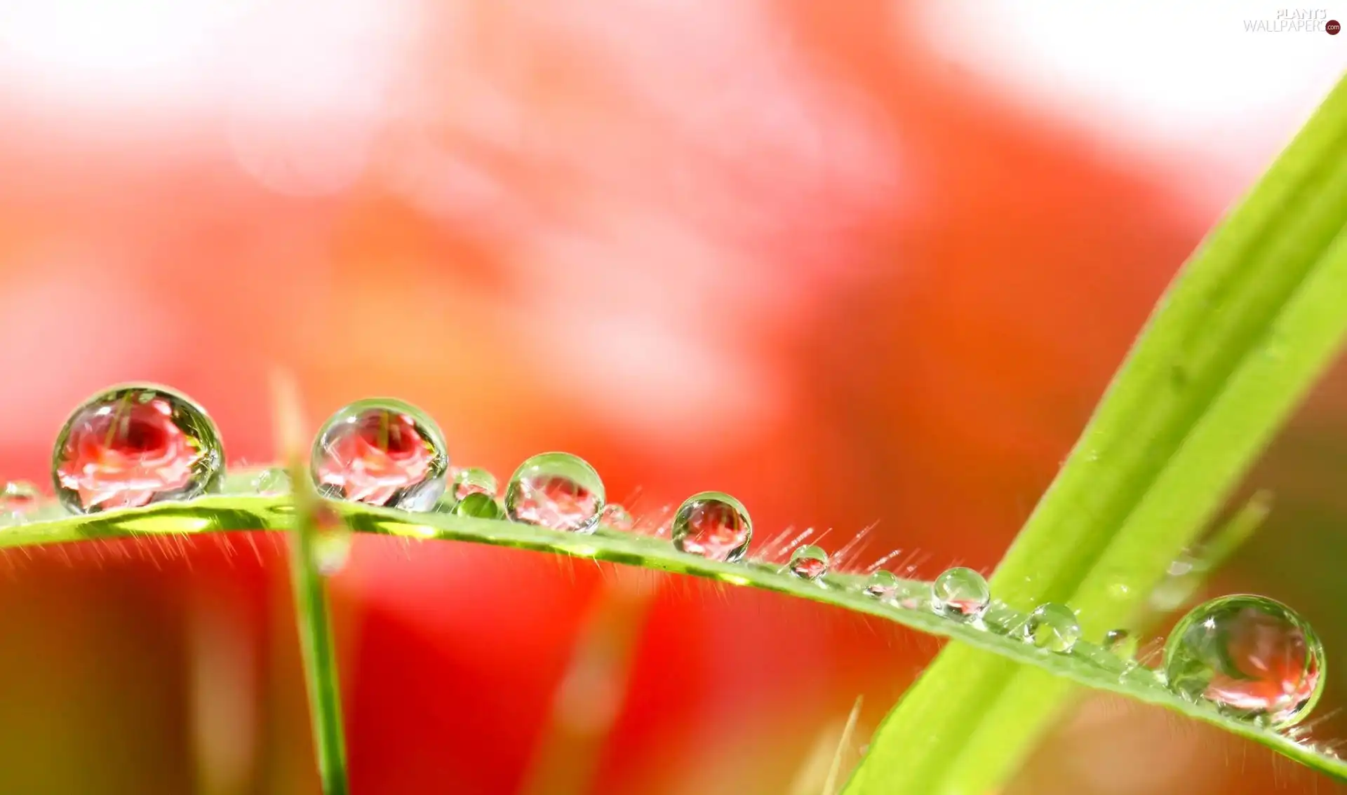 leaf, drops