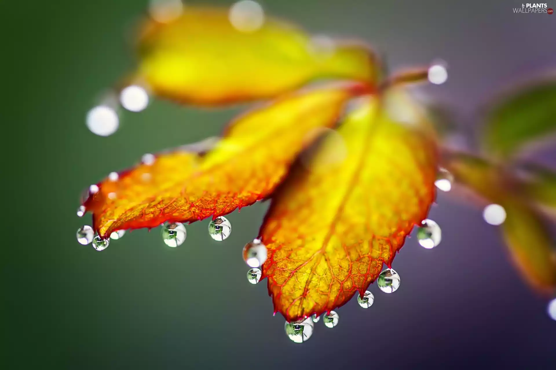 leaf, Close, autumn, drops