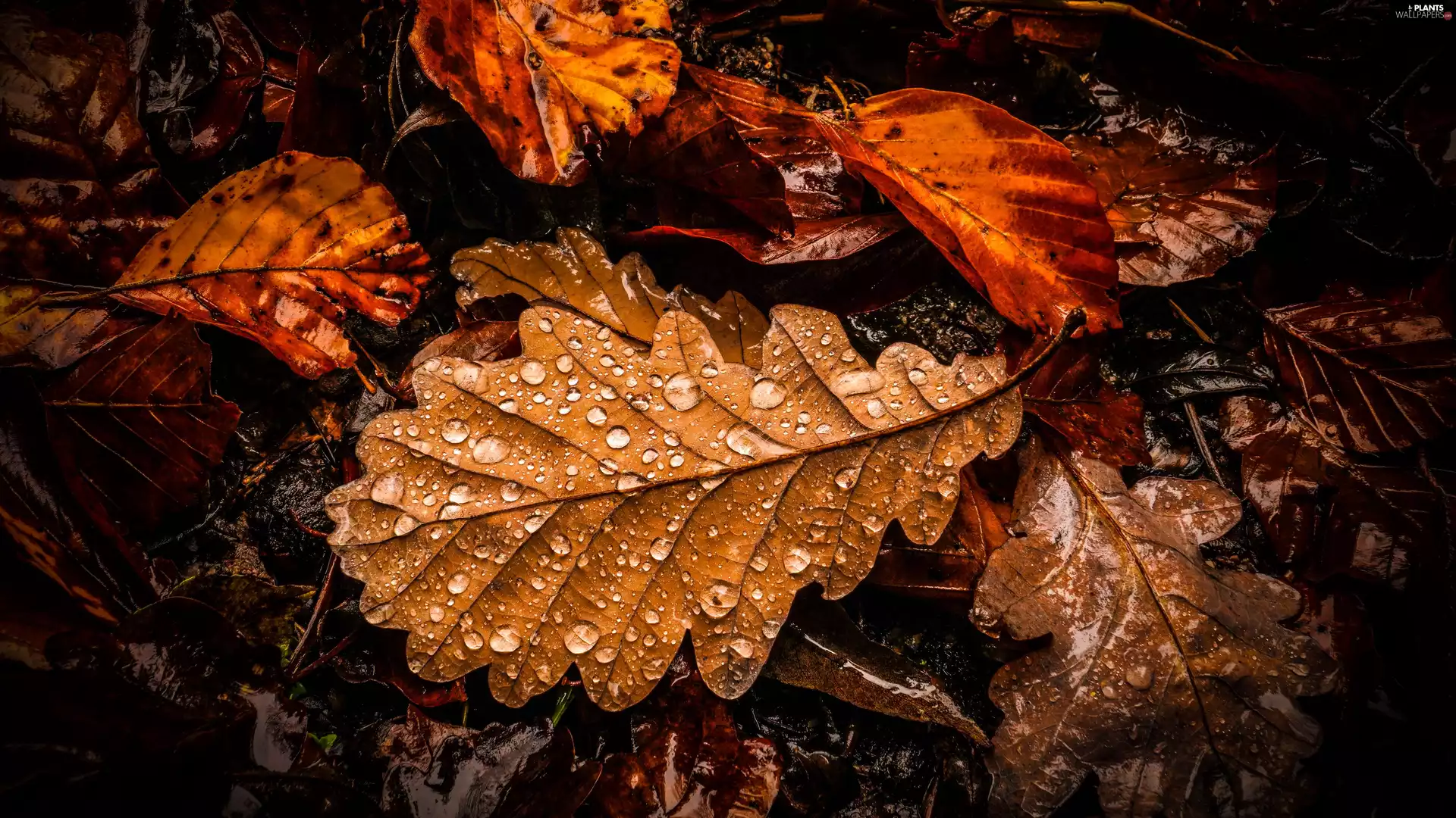 drops, Brown, Leaf