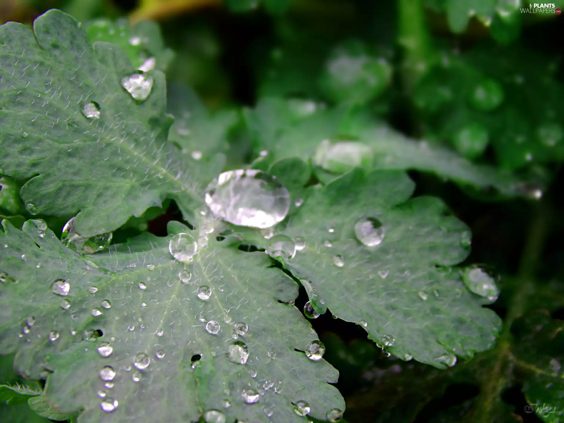 drops, Celandine, Leaf