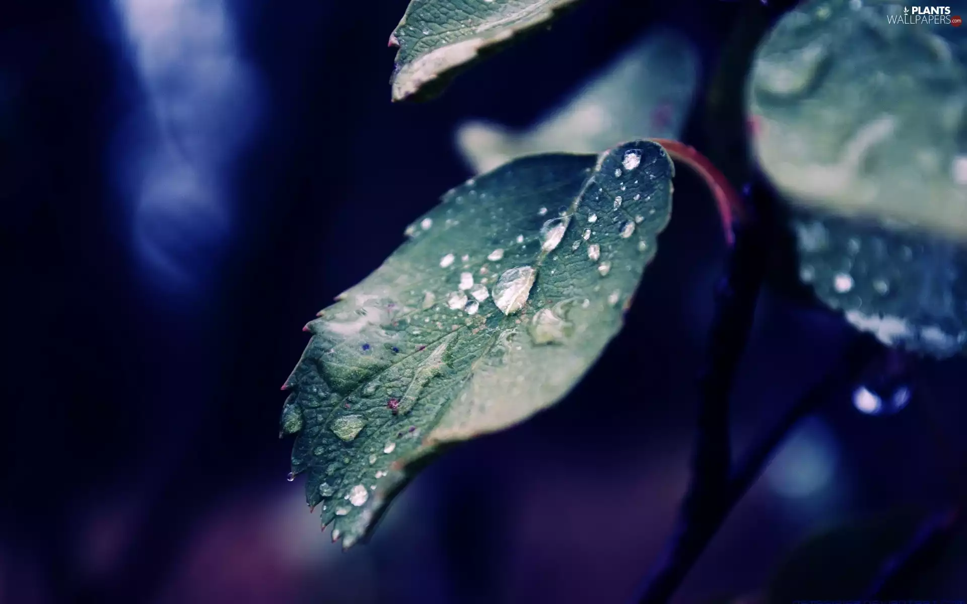 Leaf, dew, Close, drops