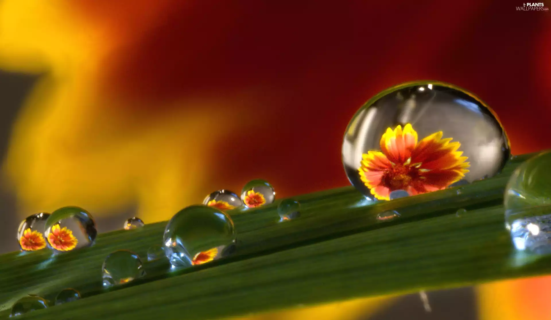 leaf, water, Close, drops