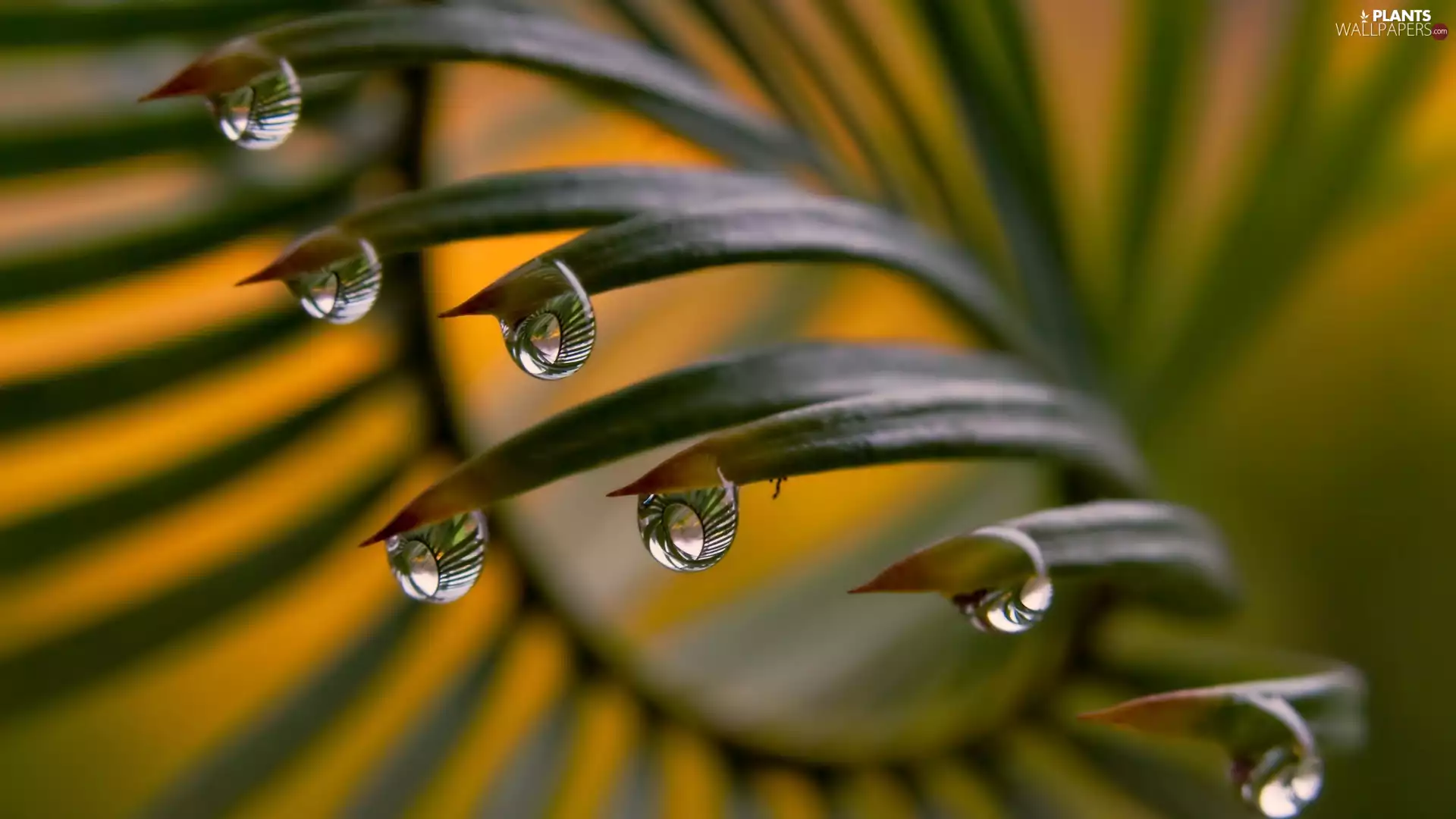 leaf, water, Close, drops
