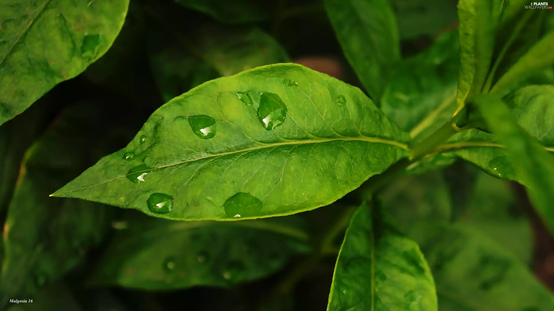 drops, Green, leaf