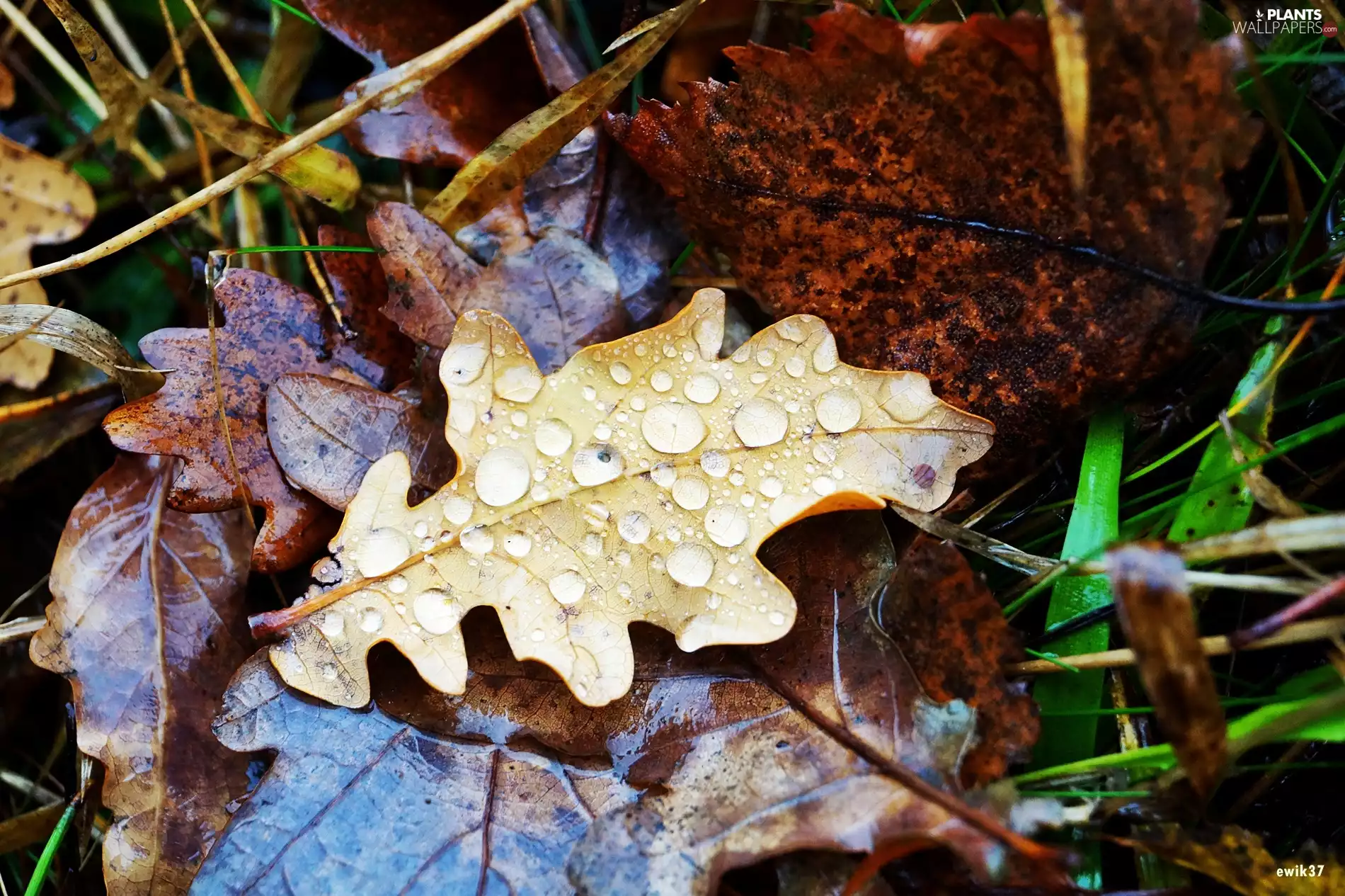 drops, litter, Leaf