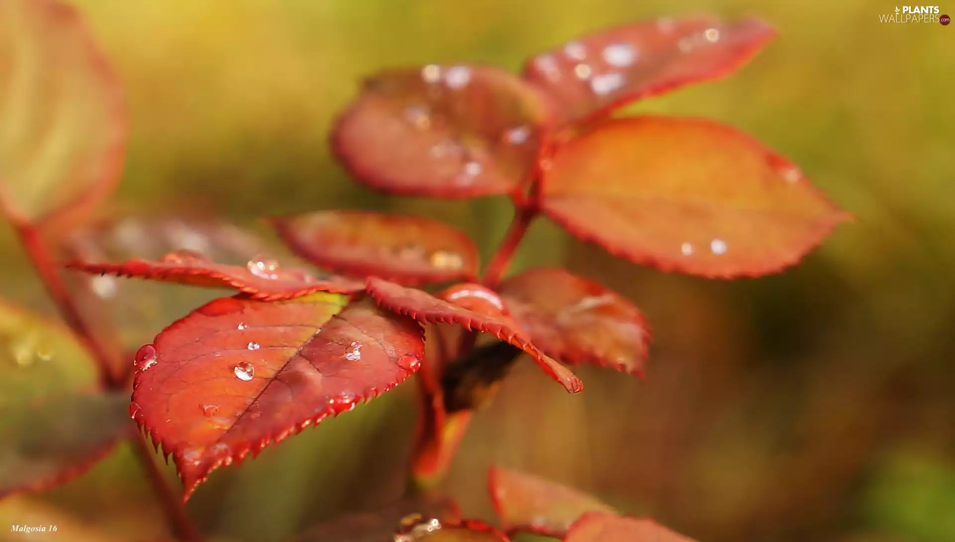 drops, Red, Leaf