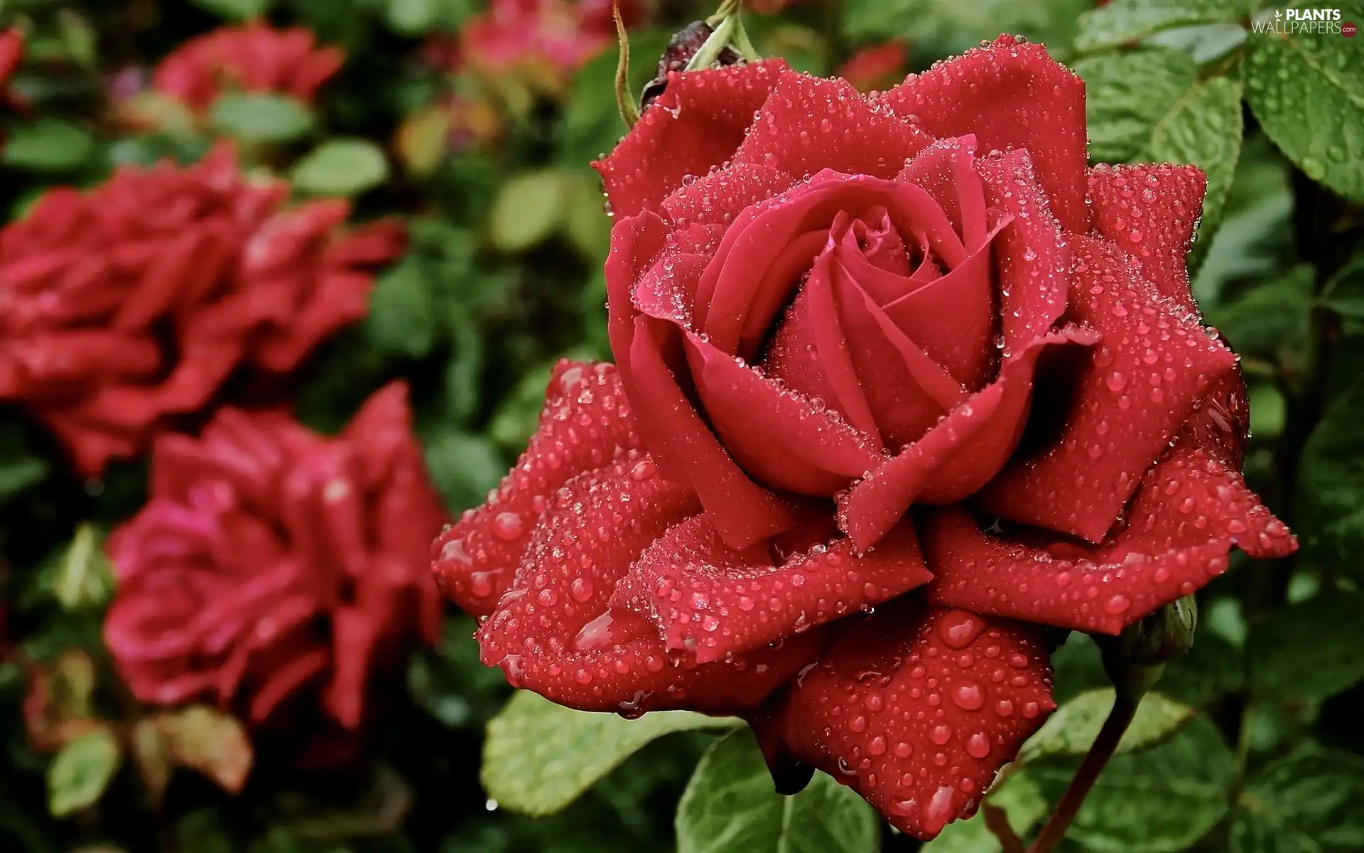 drops, rose, Leaf