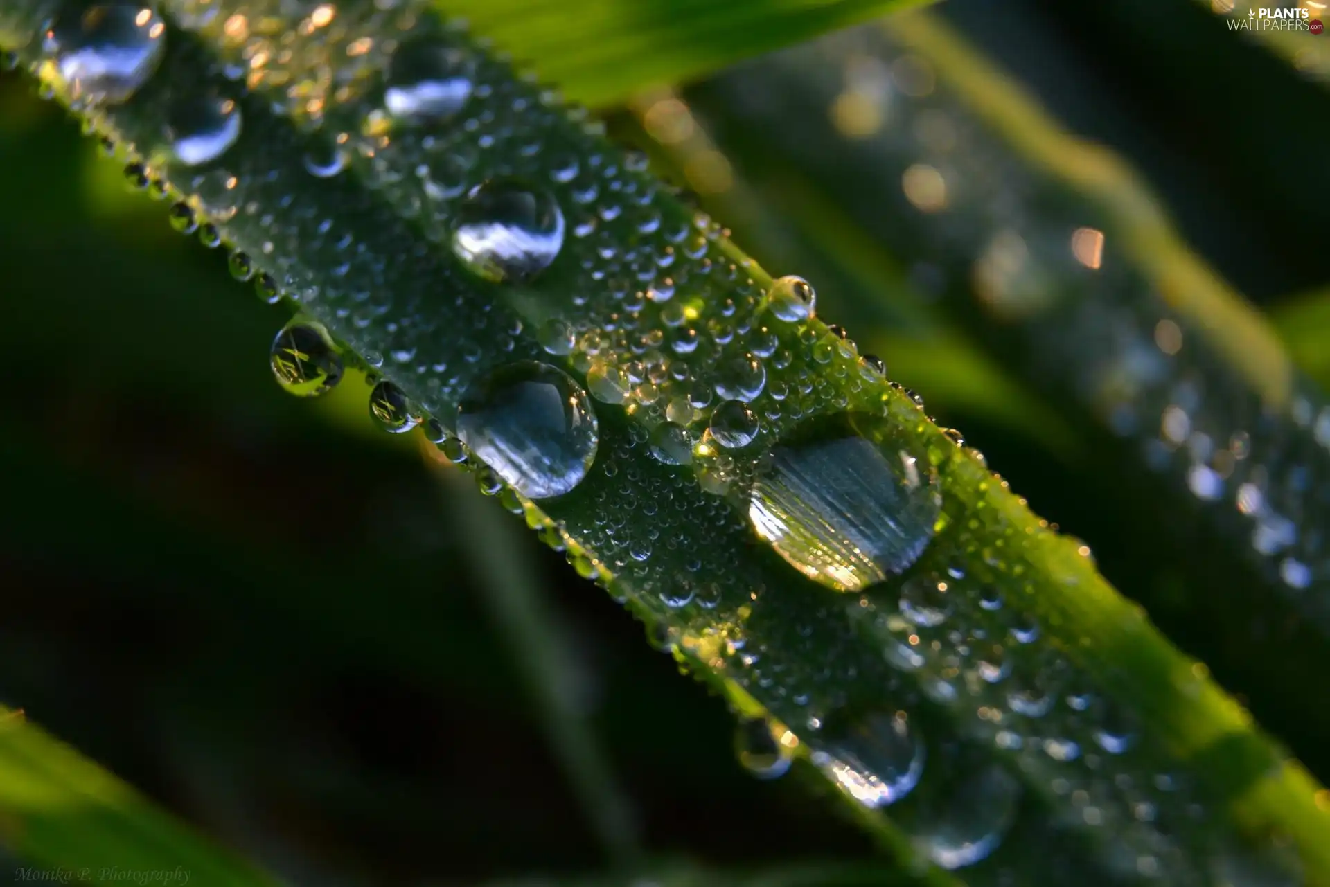 Leaf, drops