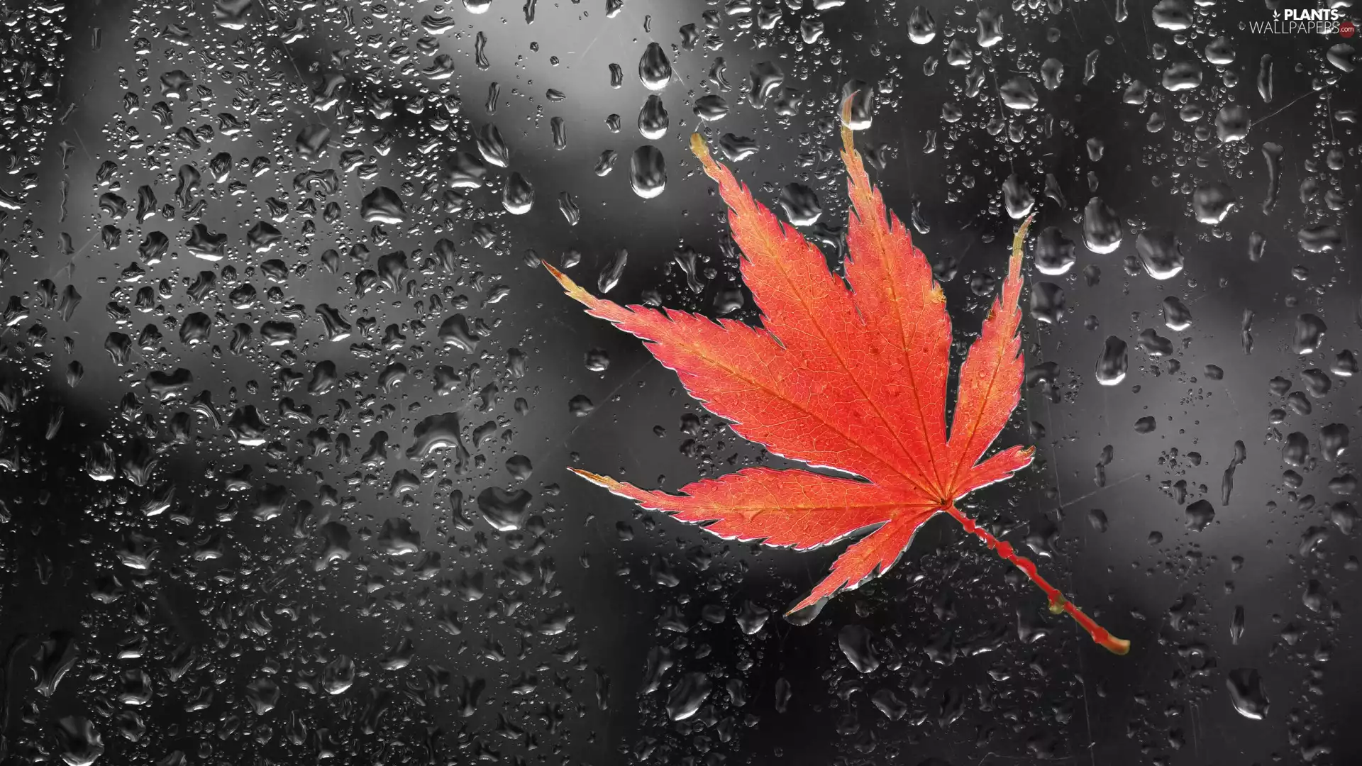 Rain, drops, maple, Glass, leaf
