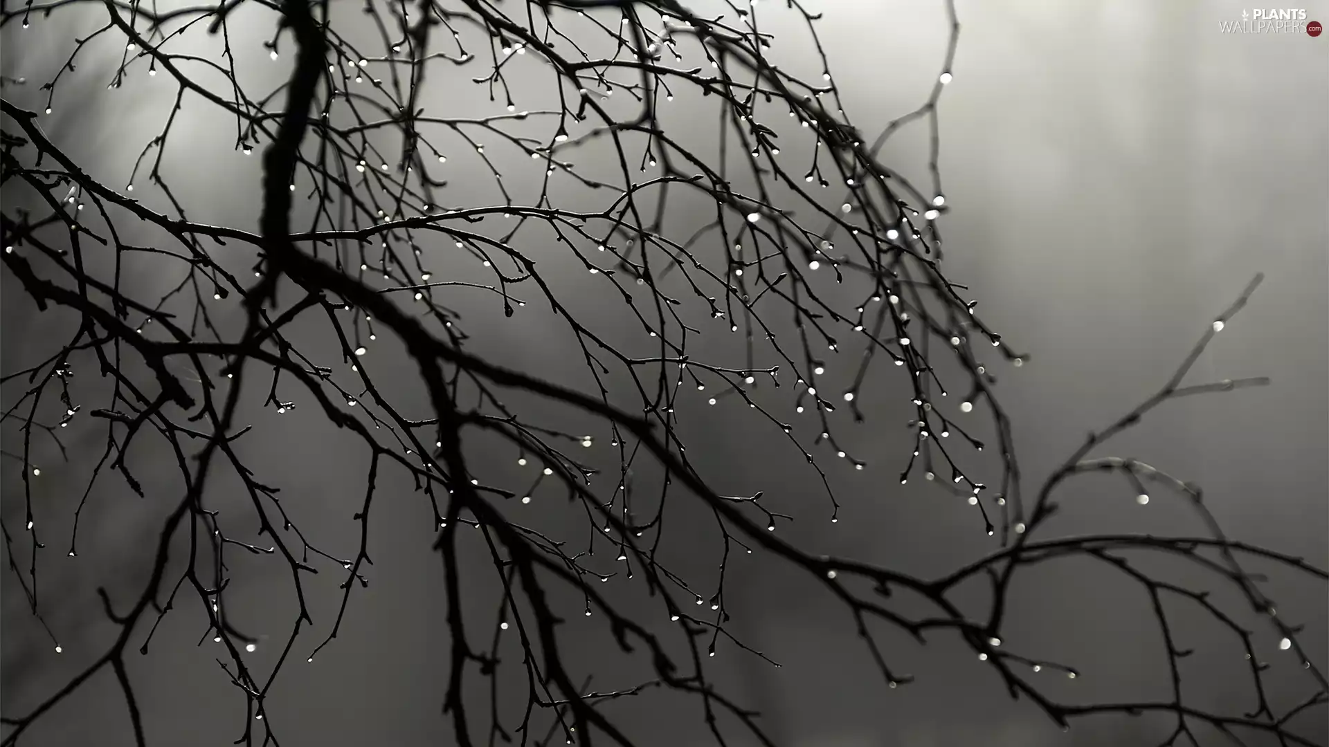 viewes, branch pics, drops, rain, Fog, trees