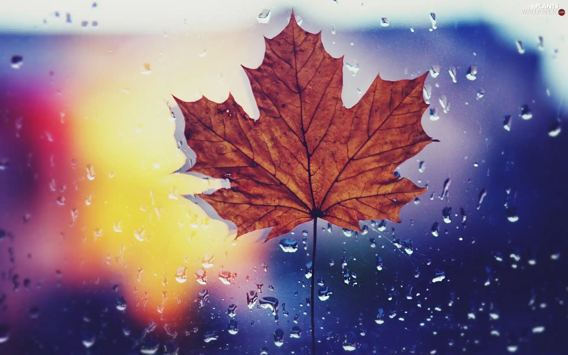 drops, rain, leaf, maple, Autumn