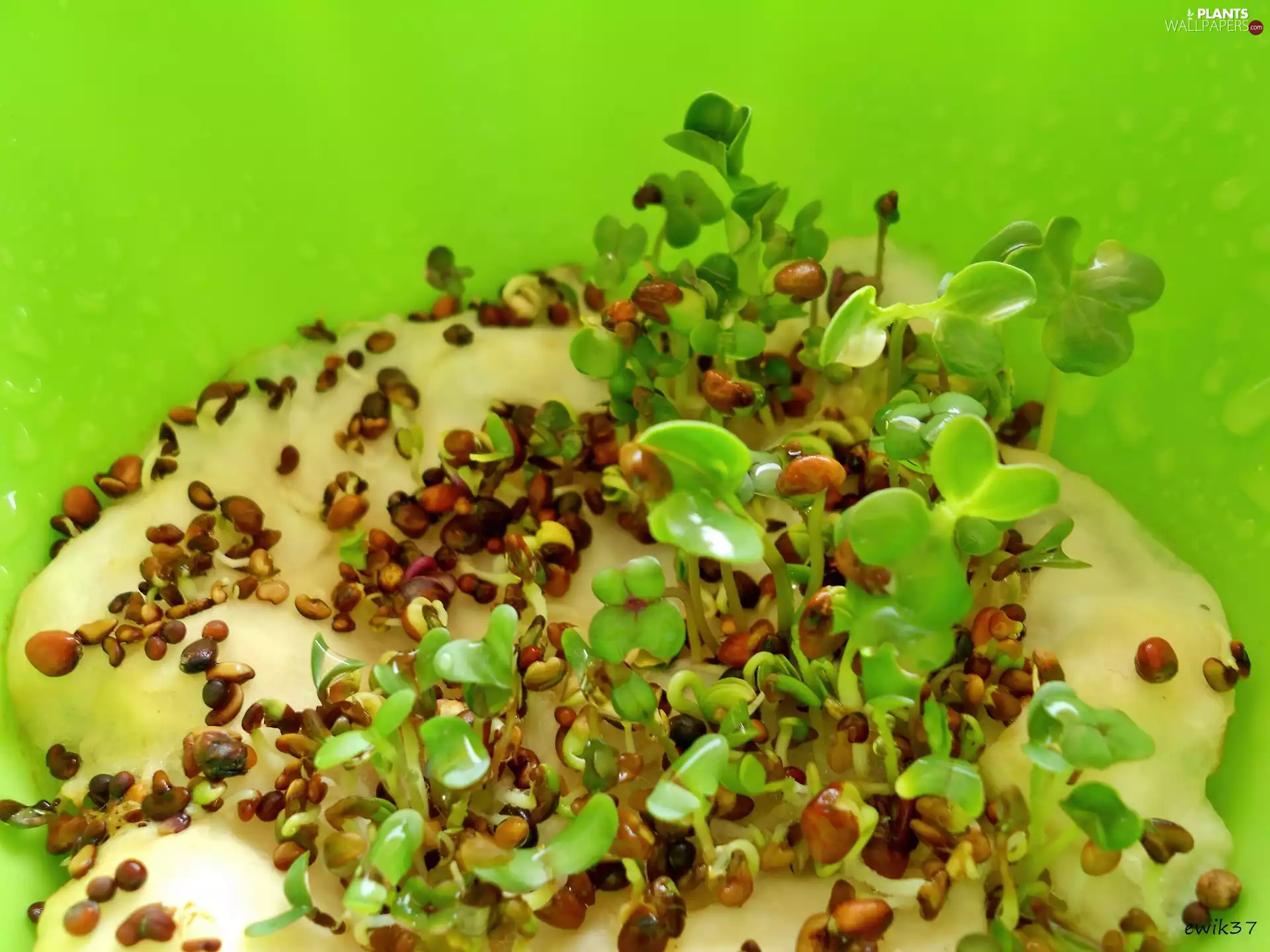 green ones, Seeds, drops, water, background, sprouts