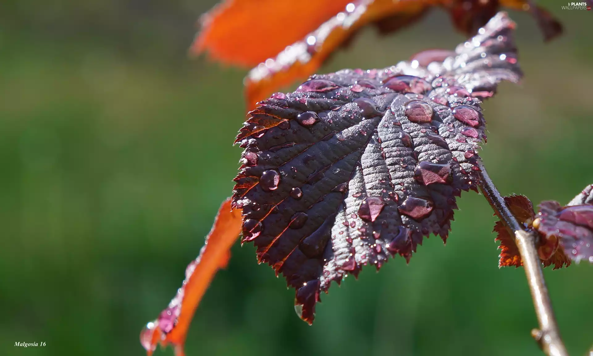 drops, leaf, twig