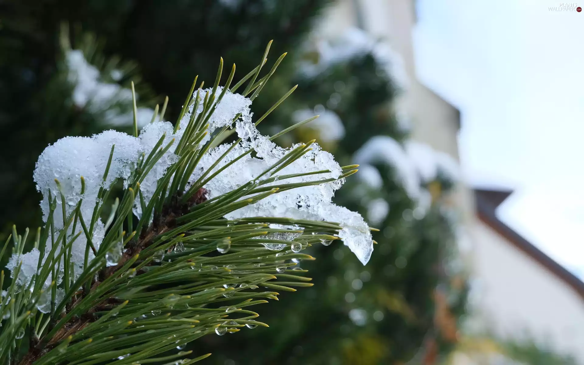 snow, drops, twig, needle, spruce