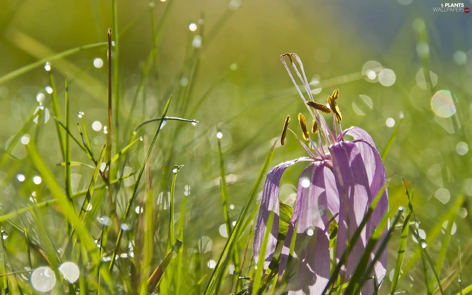 drops, water, crocus, grass, fading