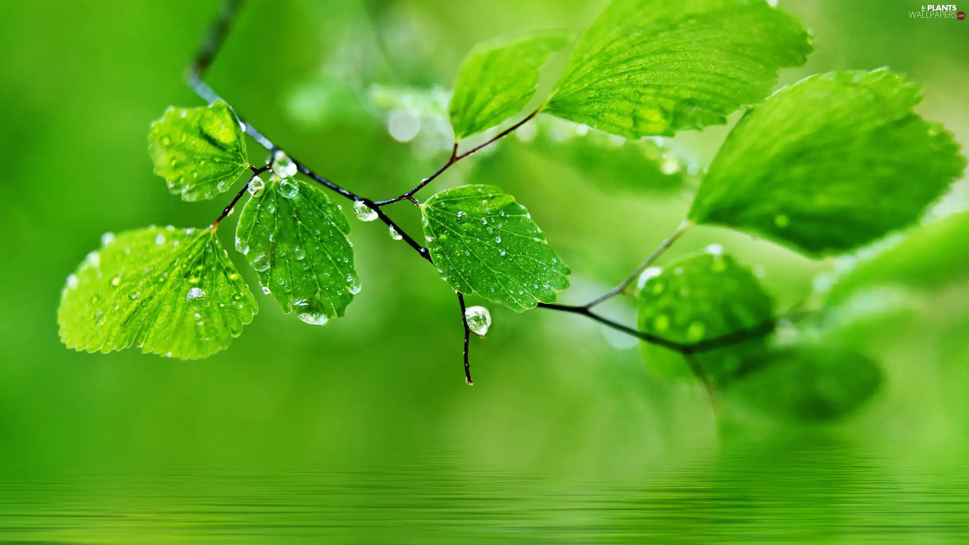 drops, Leaf, water