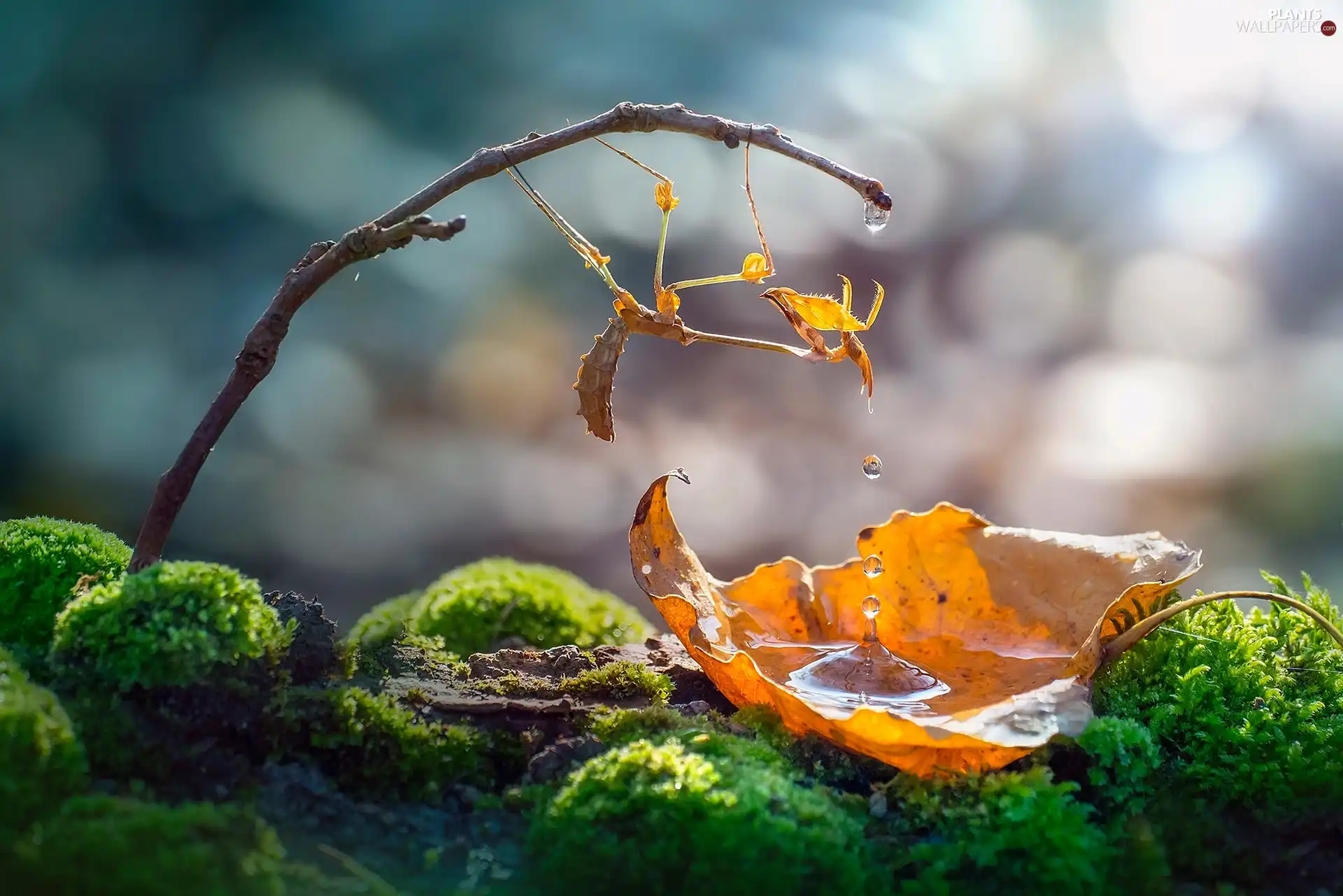 leaf, Close, drops, water, Moss, mantis