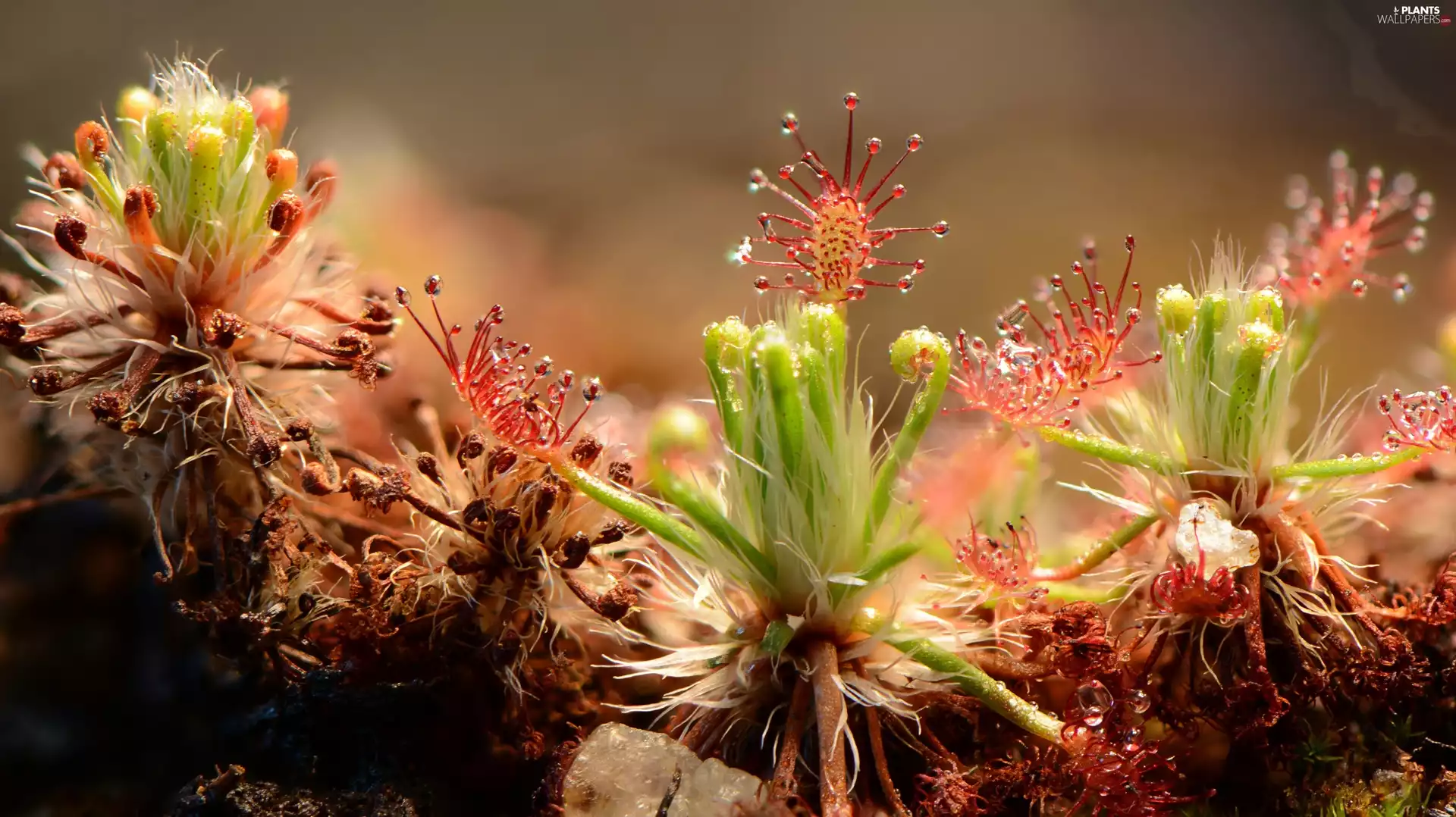 Drosera, sundew