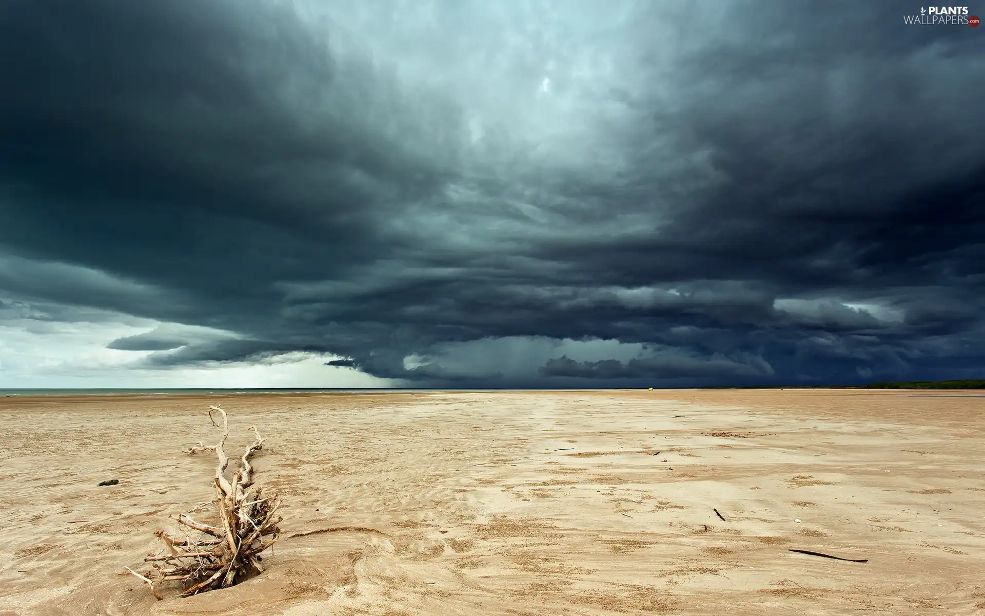 Lod on the beach, Desert, dry