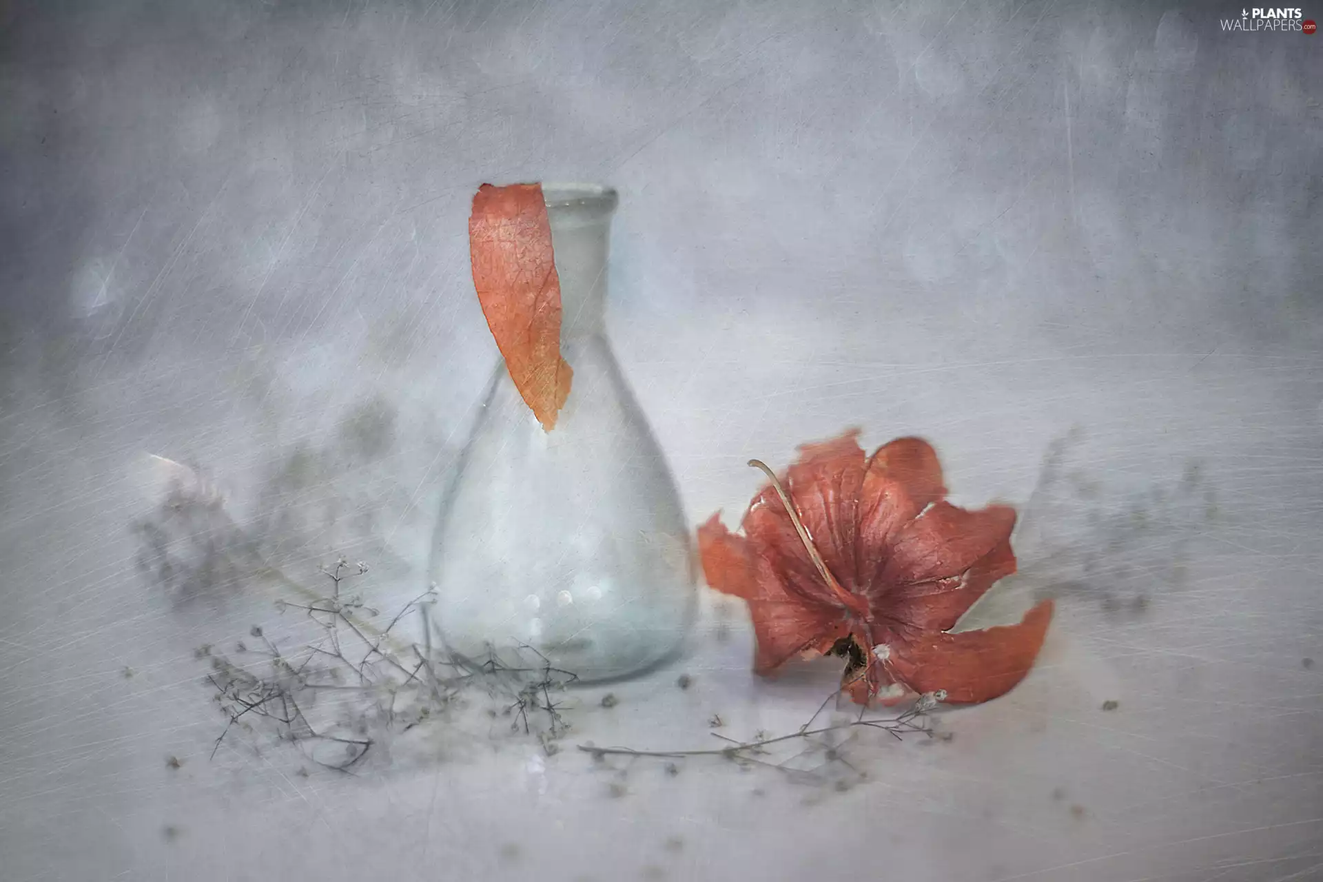 Plants, composition, glass, dry, physalis bloated