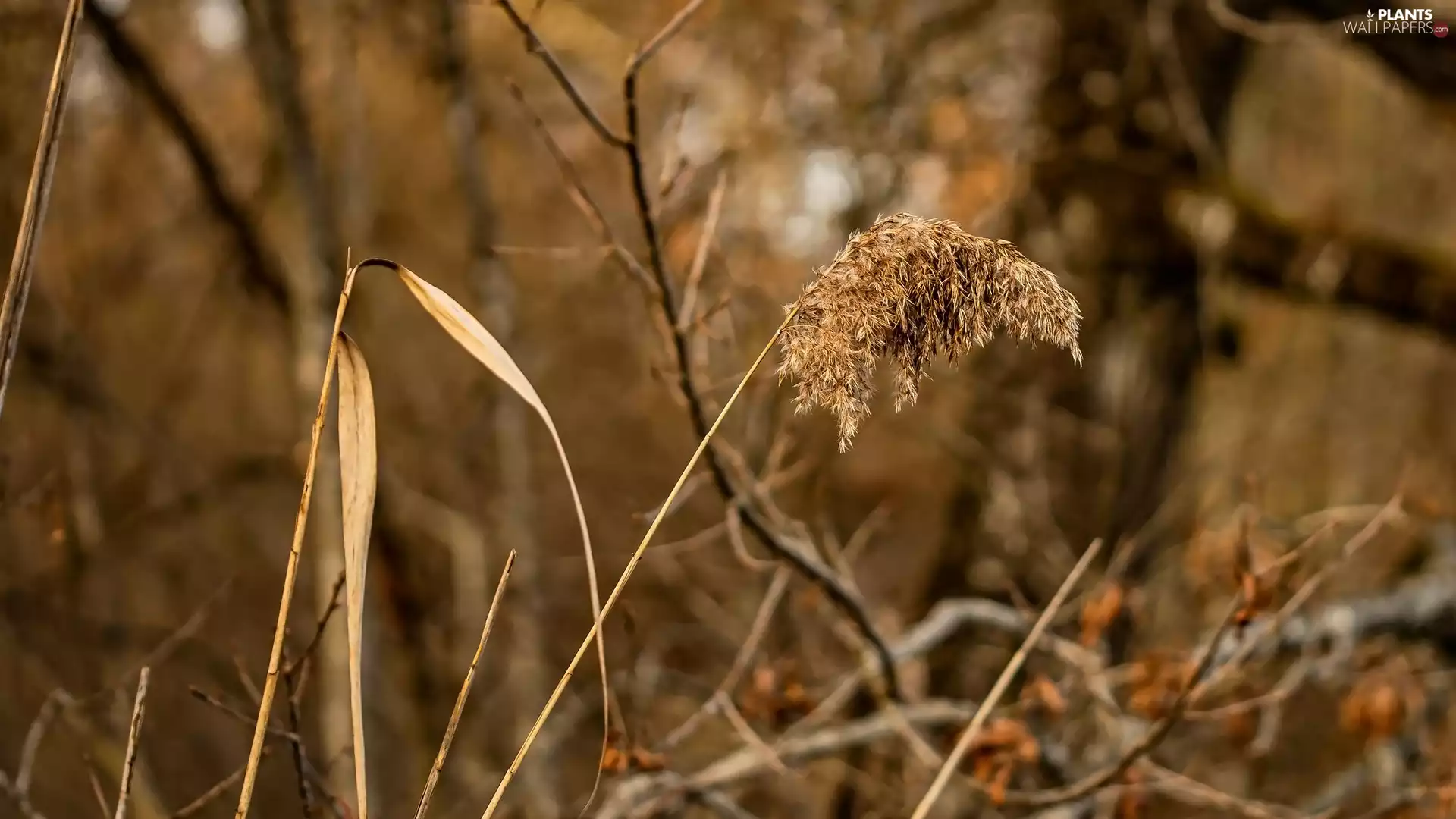 branch pics, grass, dry