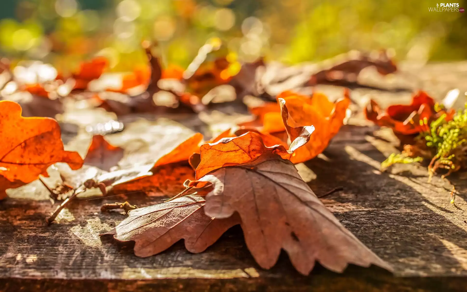 fallen, Leaf, oak, dry