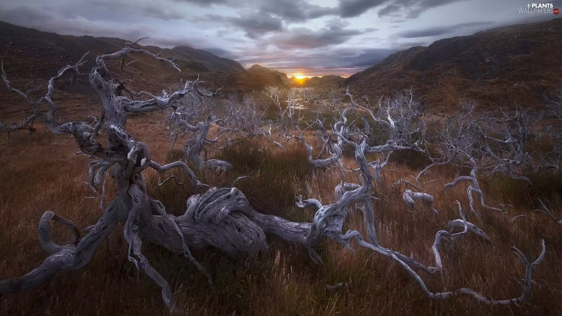 Mountains, Sunrise, Lod on the beach, dry, Patagonia, Chile, grass, Torres del Paine National Park, trees