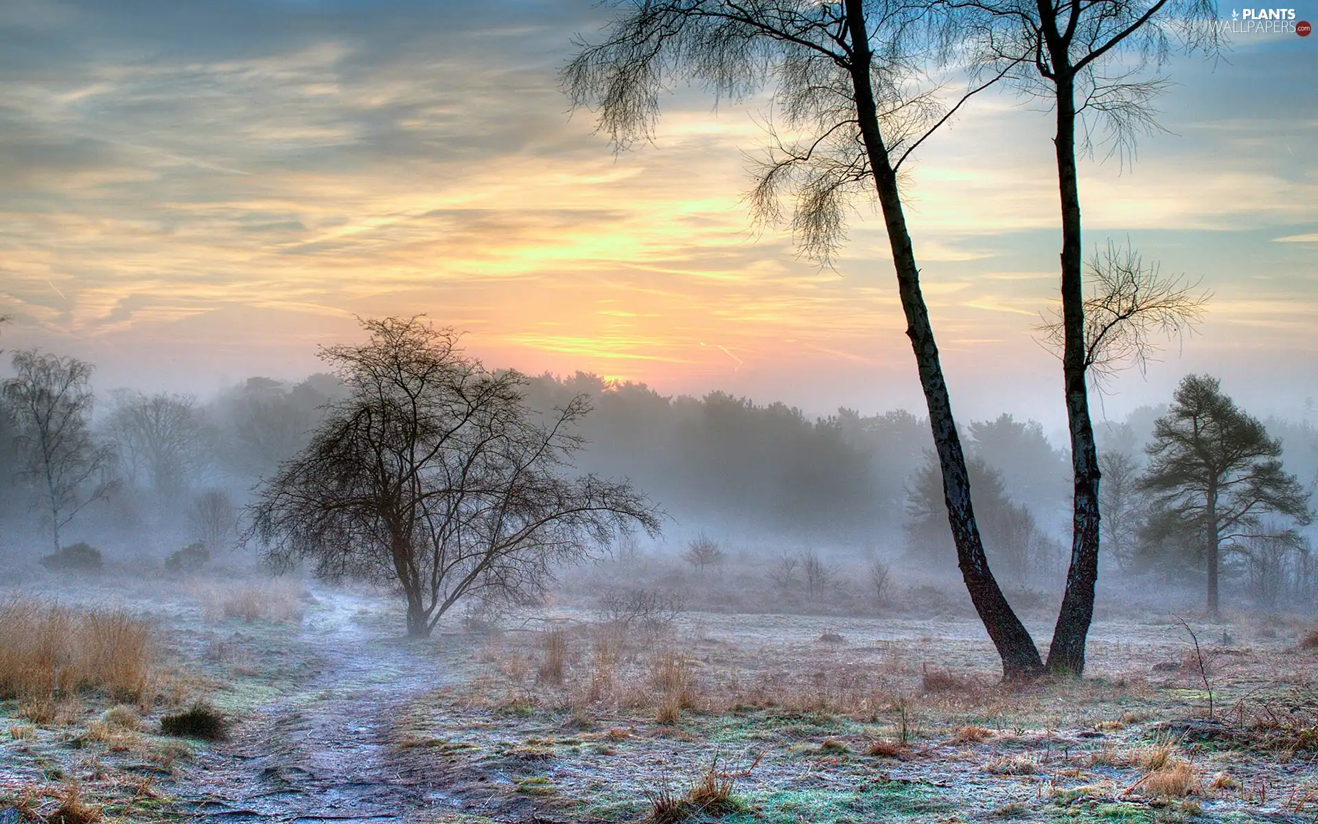 dry, grass, trees, viewes, Fog