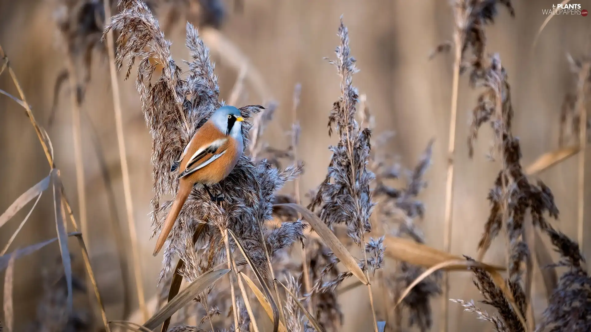 Bird, dry, grass, Bearded Tit