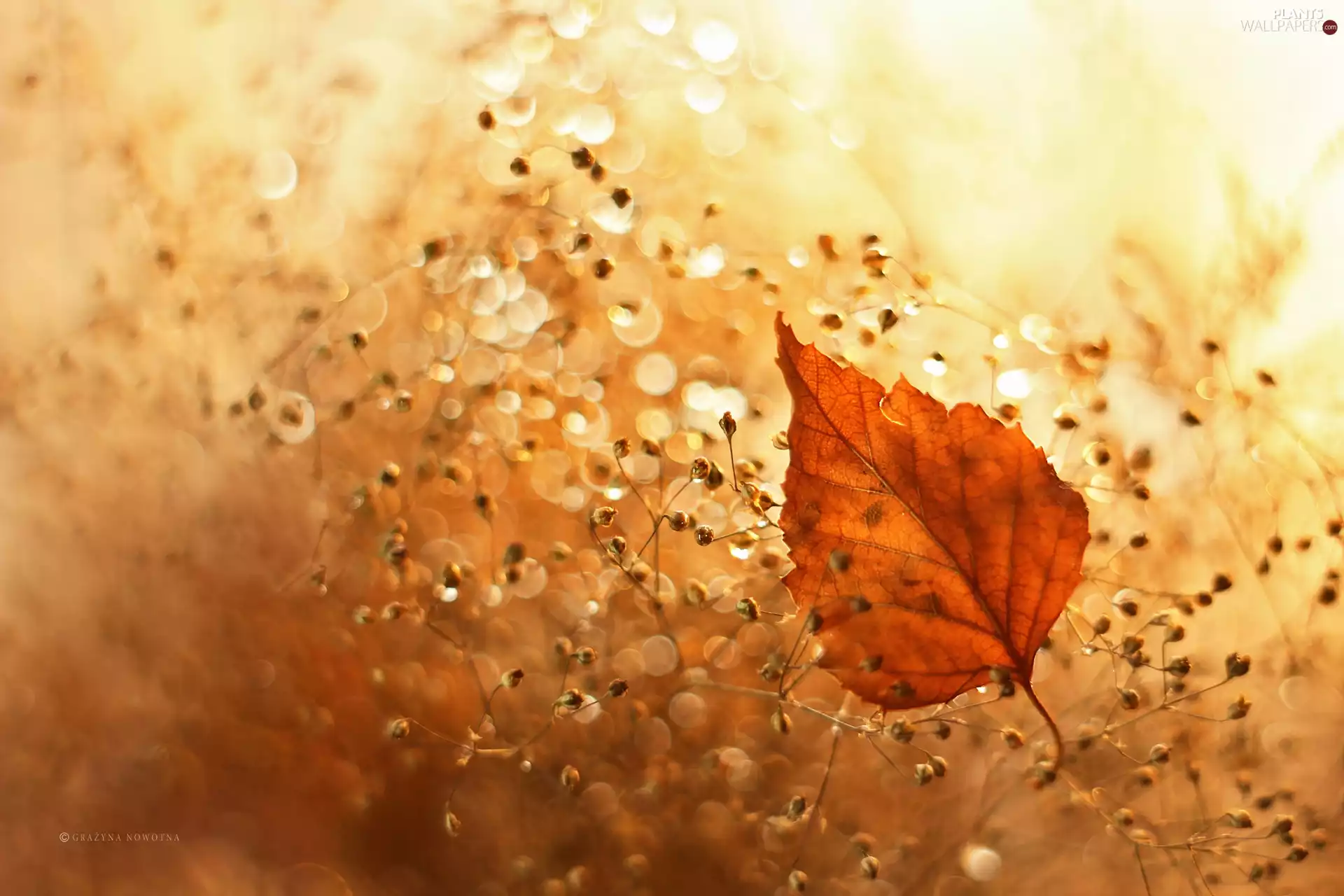 leaf, Plants, Bokeh, dry