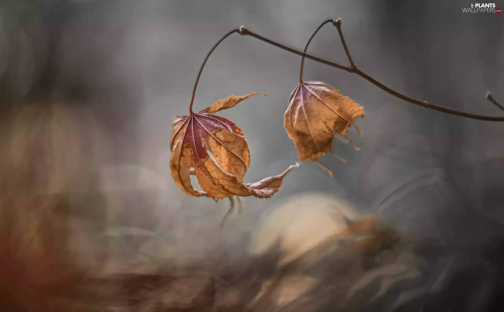 twig, dry, Leaf, Two cars