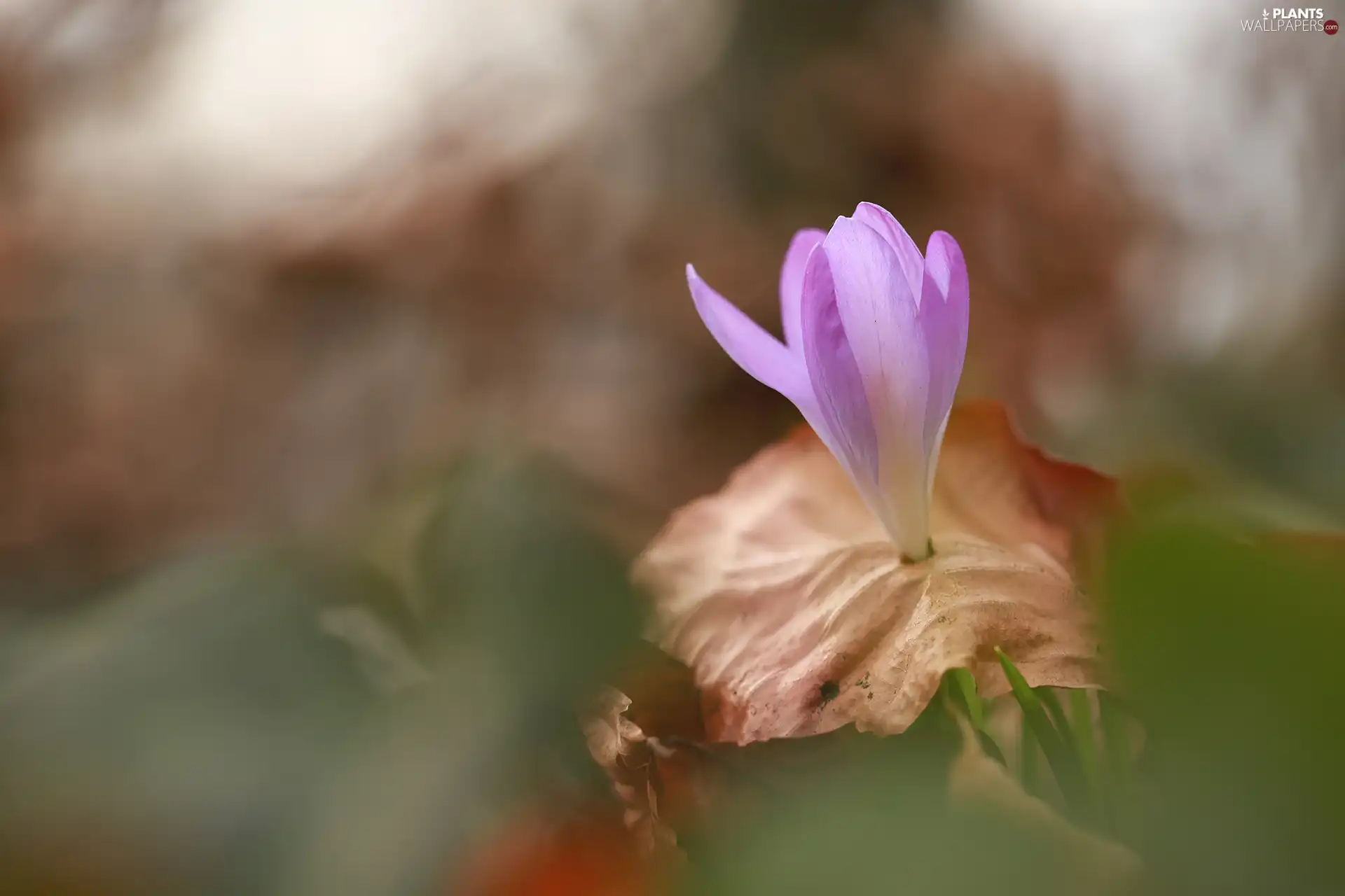 crocus, dry, leaf, Colourfull Flowers