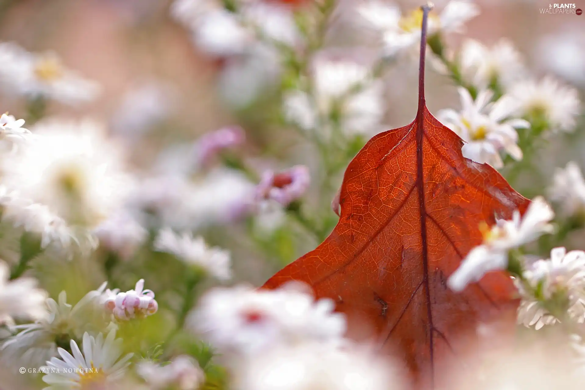 dry, leaf, Flowers, Astra, White