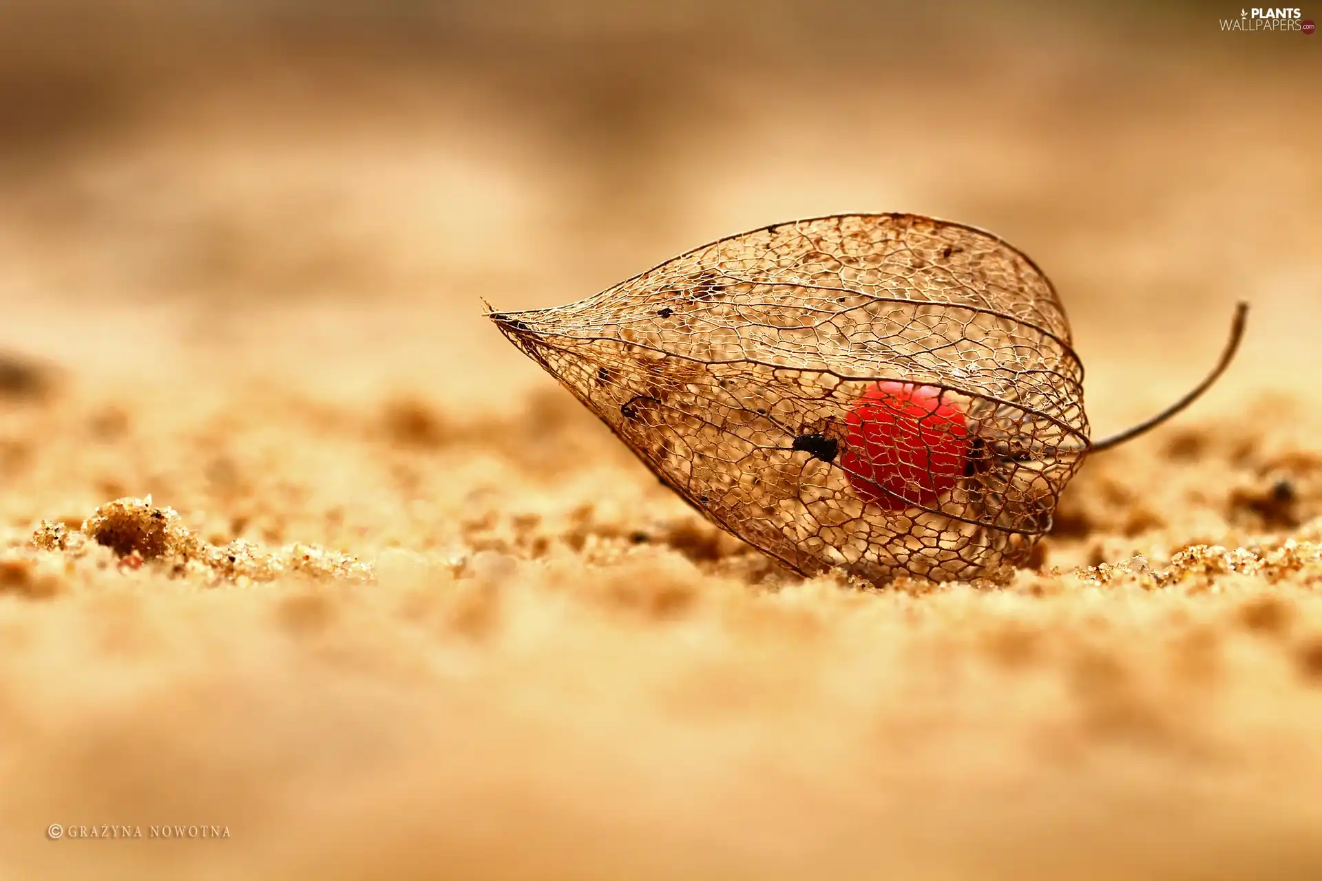 plant, physalis bloated, dry