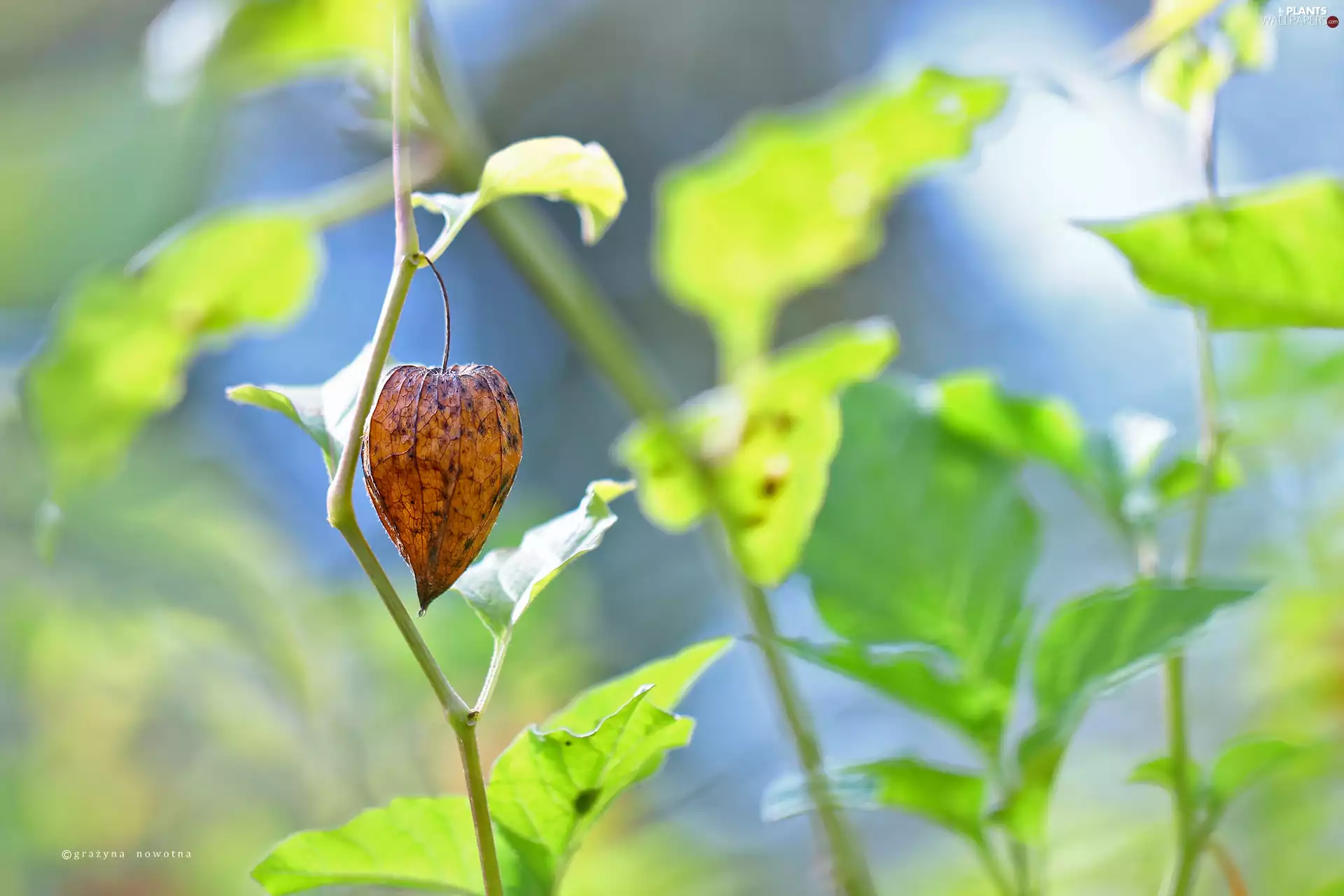 plant, physalis bloated, dry