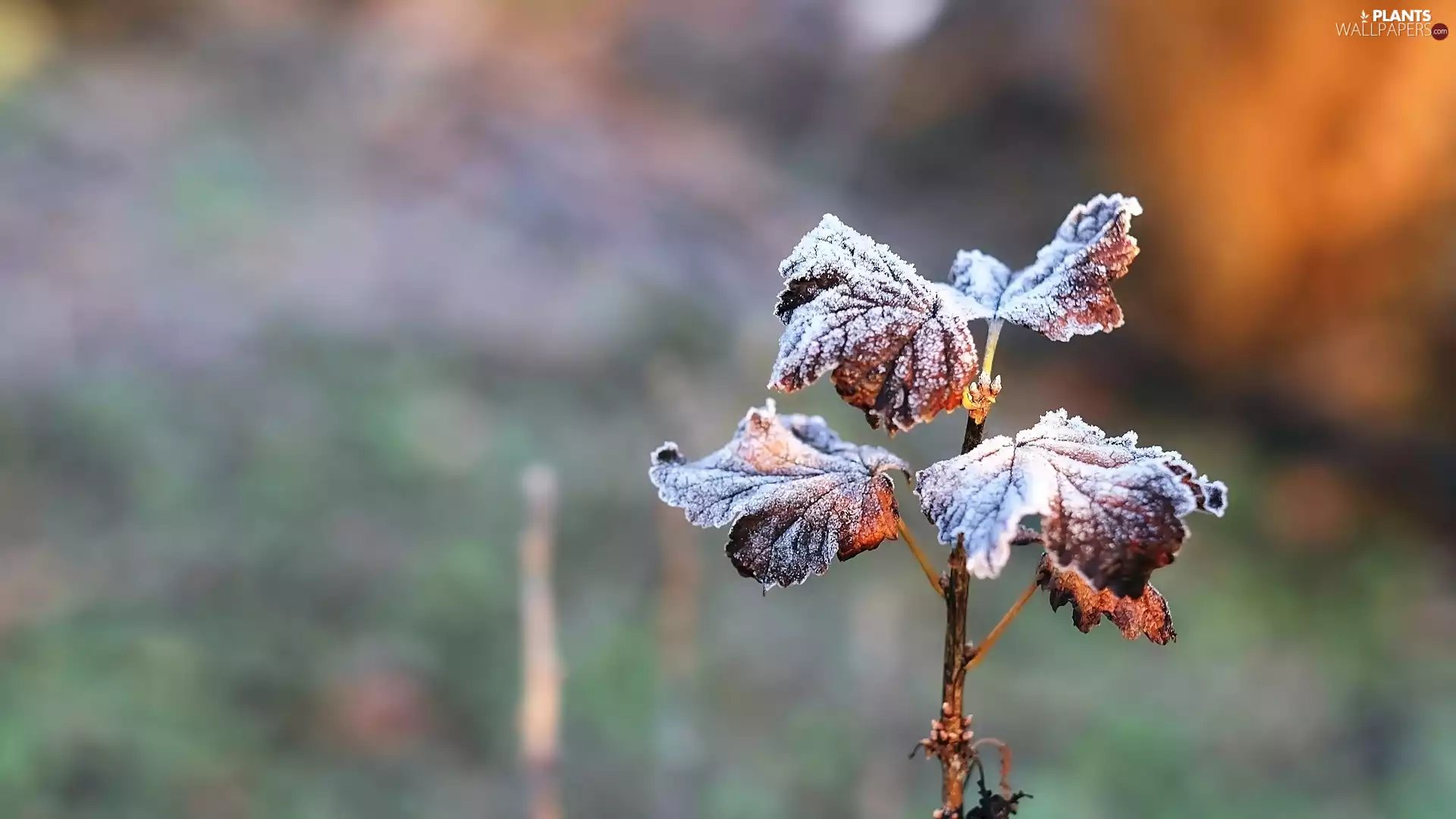 plant, Leaf, glamour, dry