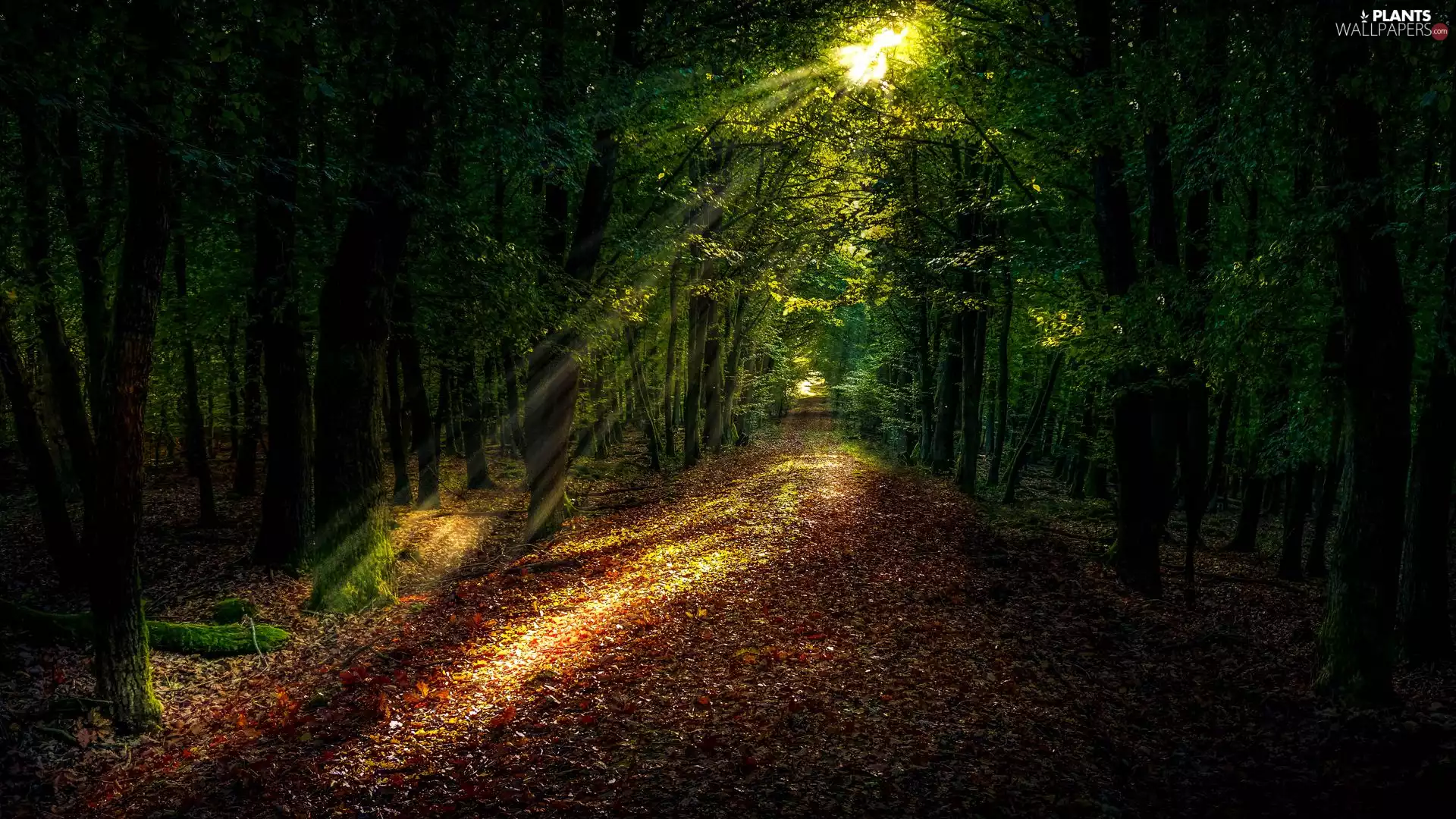 viewes, Way, light breaking through sky, dry, rays, trees, forest, Leaf