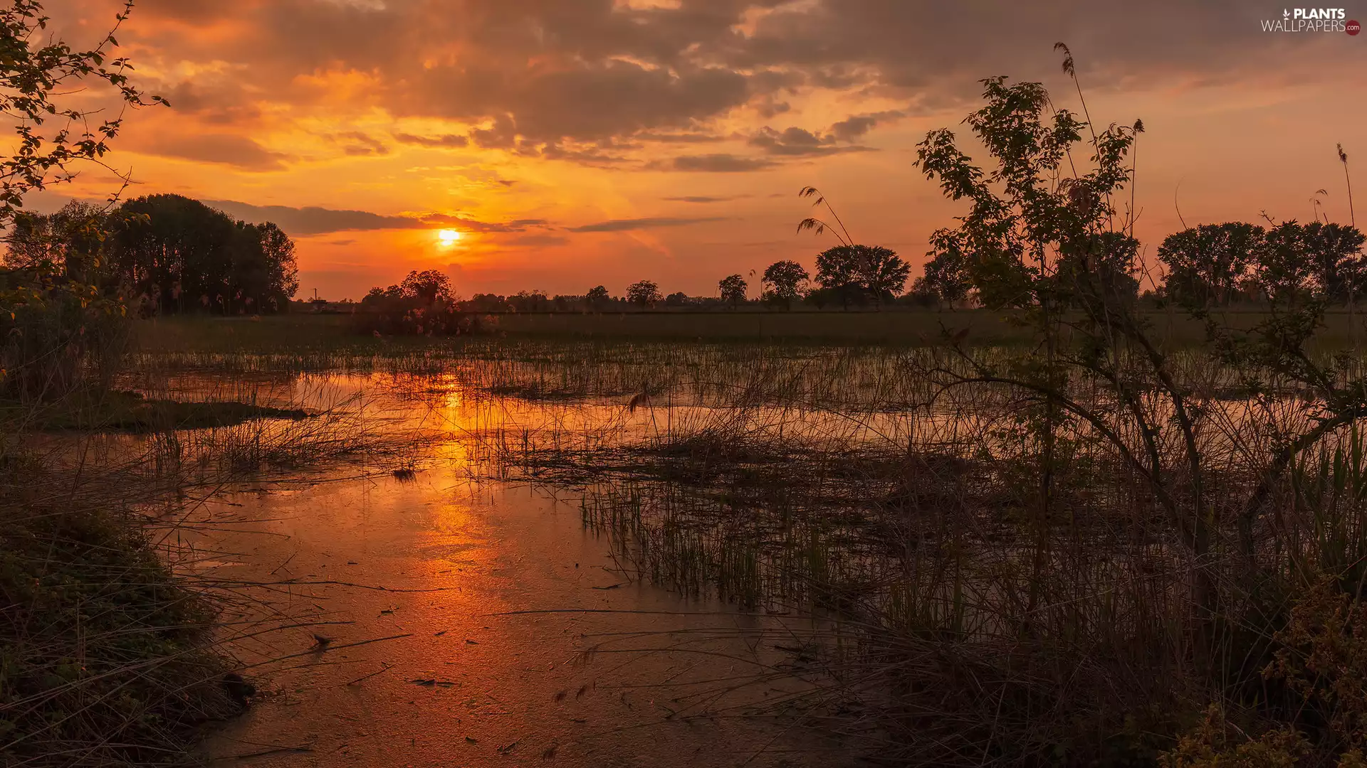 dry, pool, trees, Pond - car, Great Sunsets, Plants, viewes
