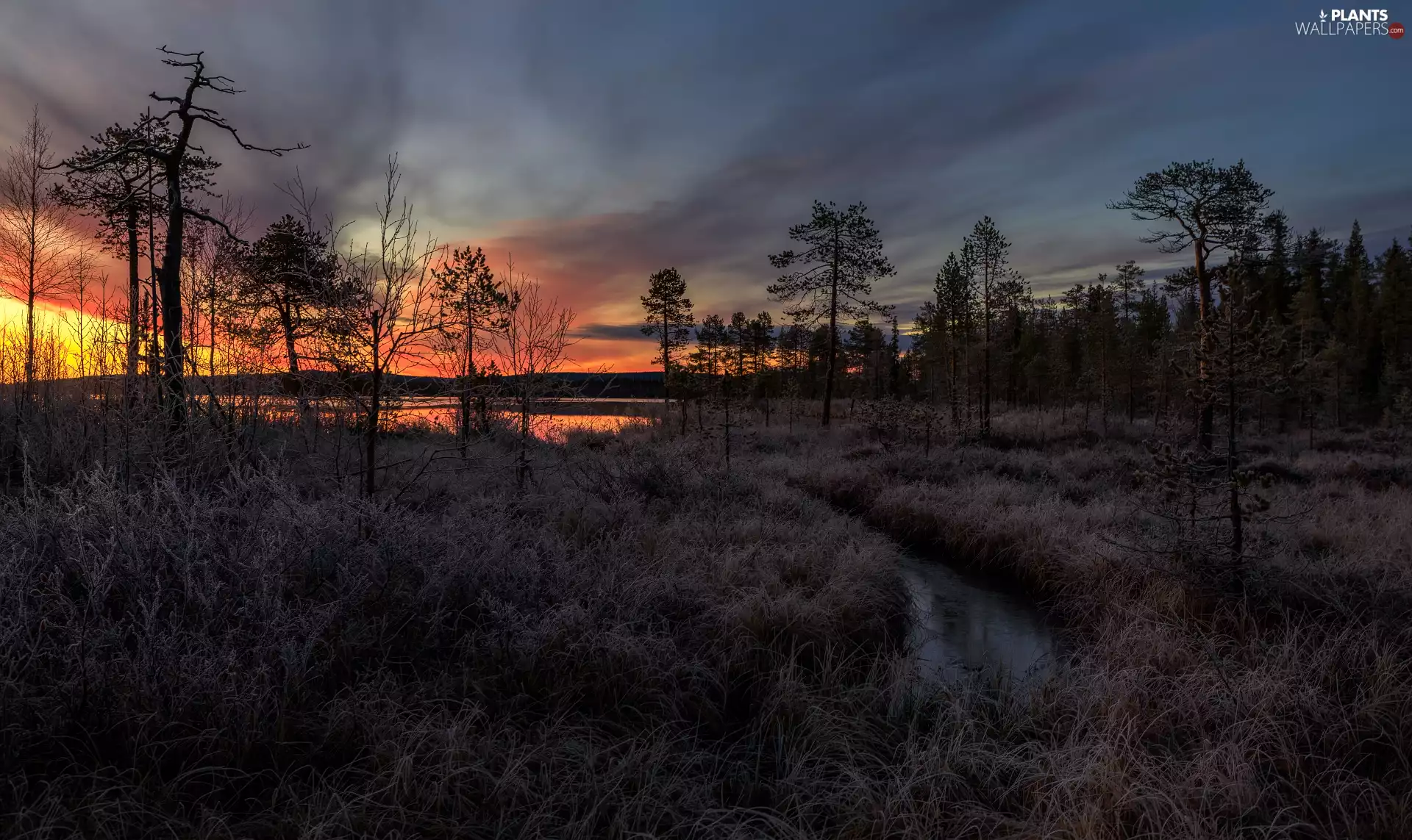trees, Great Sunsets, dry, Plants, viewes, River