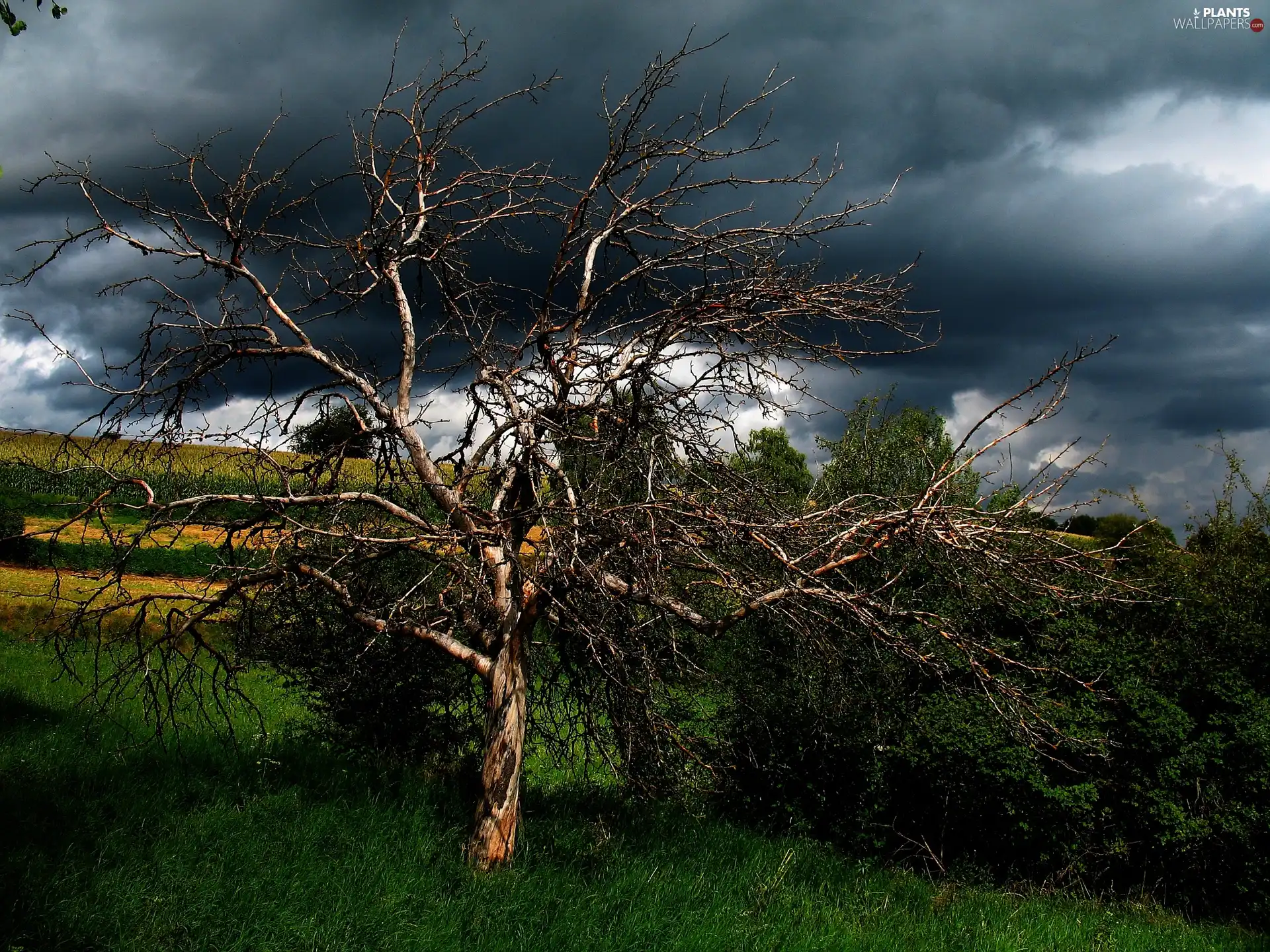 dry, trees, clouds, Polle, storm